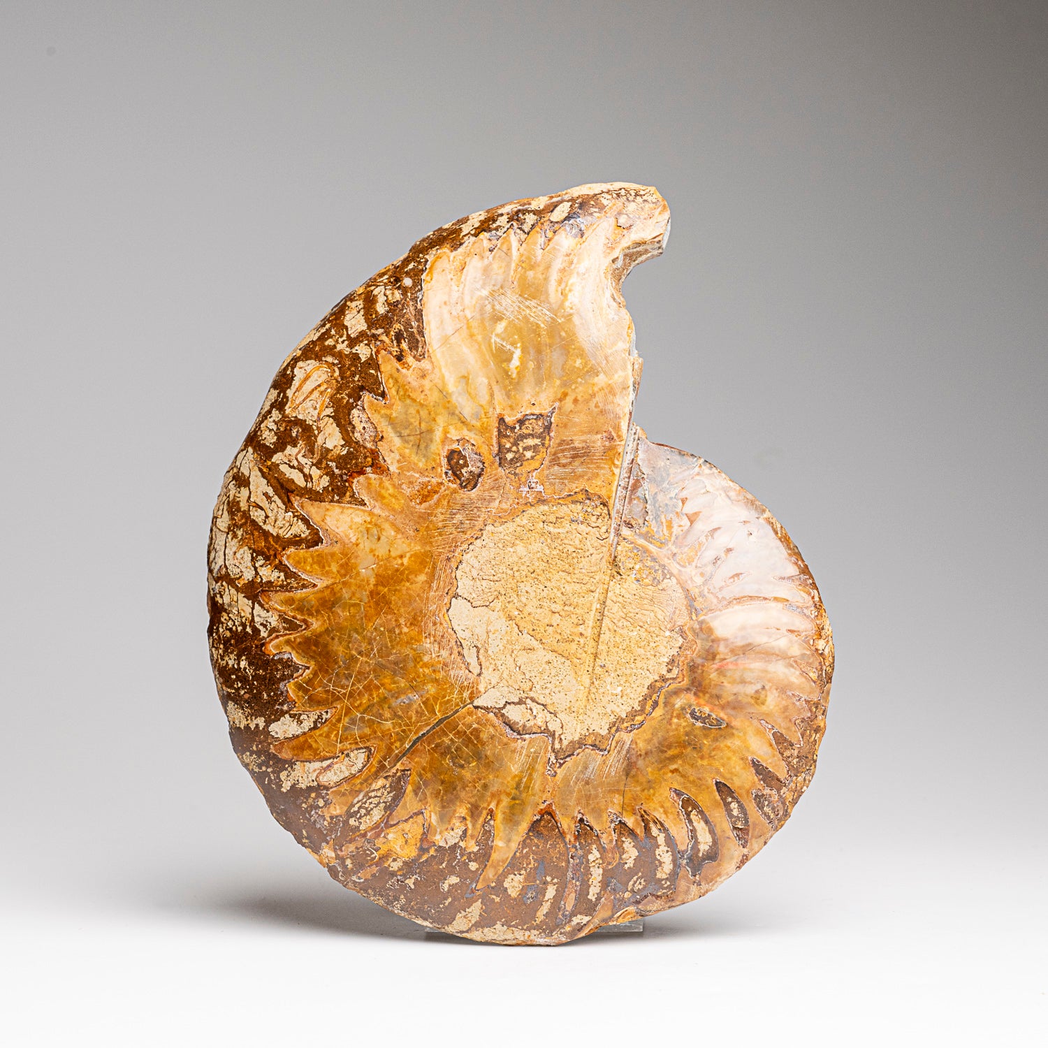 Calcified Ammonite Halve From Madagascar (275.8 grams)