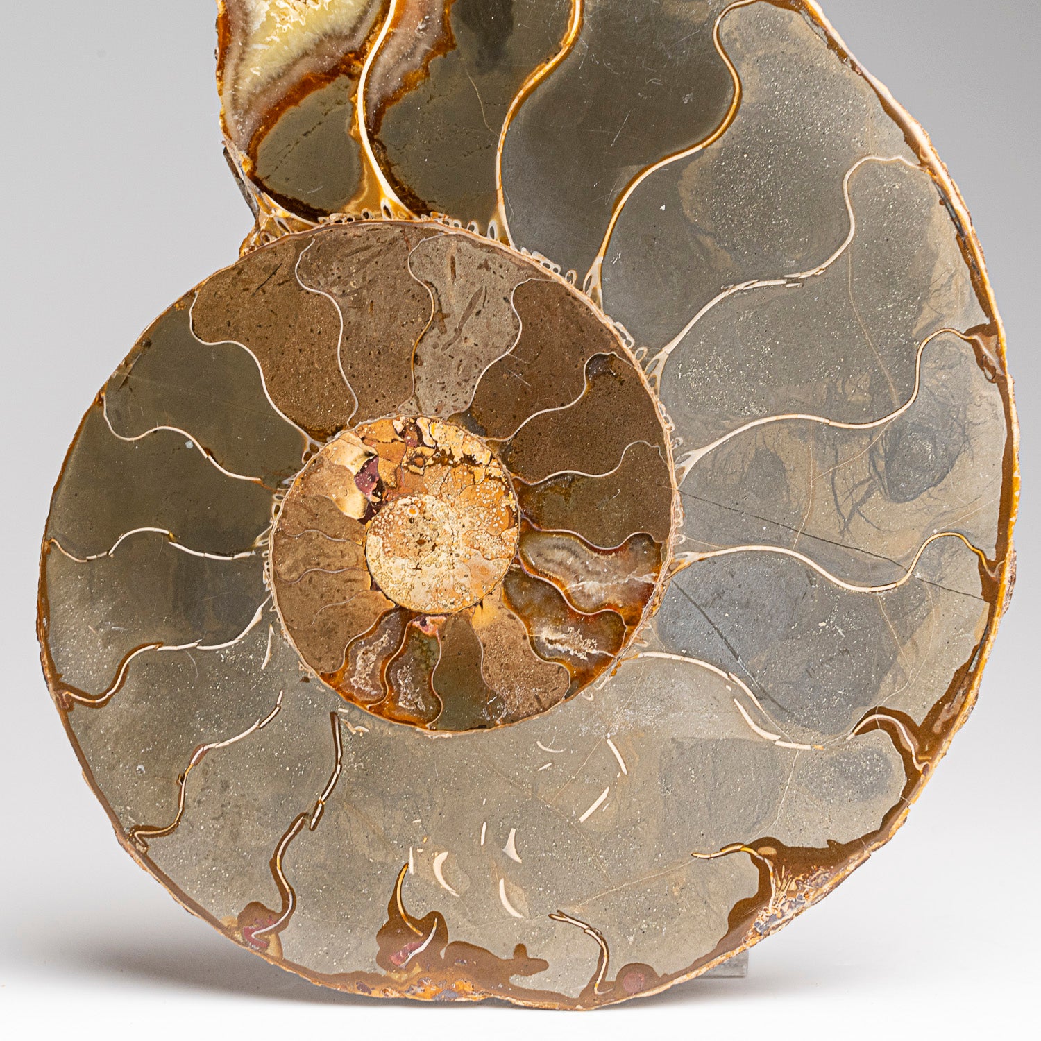 Calcified Ammonite Halve From Madagascar (275.8 grams)