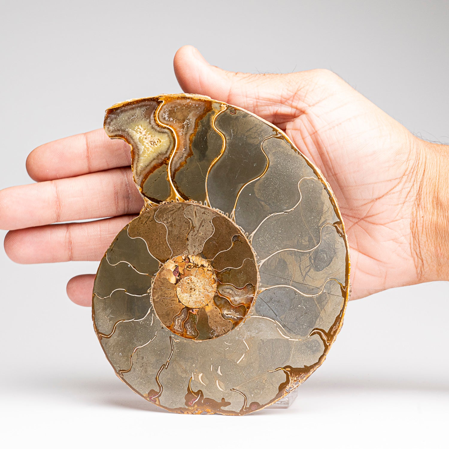 Calcified Ammonite Halve From Madagascar (275.8 grams)