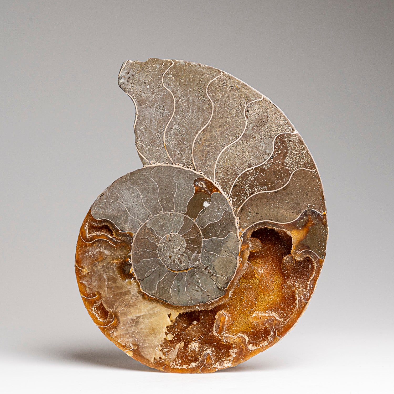 Calcified Ammonite Halve From Madagascar (295 grams)