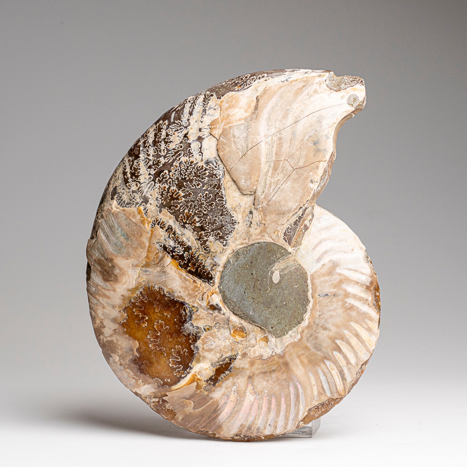 Calcified Ammonite Halve From Madagascar (295 grams)