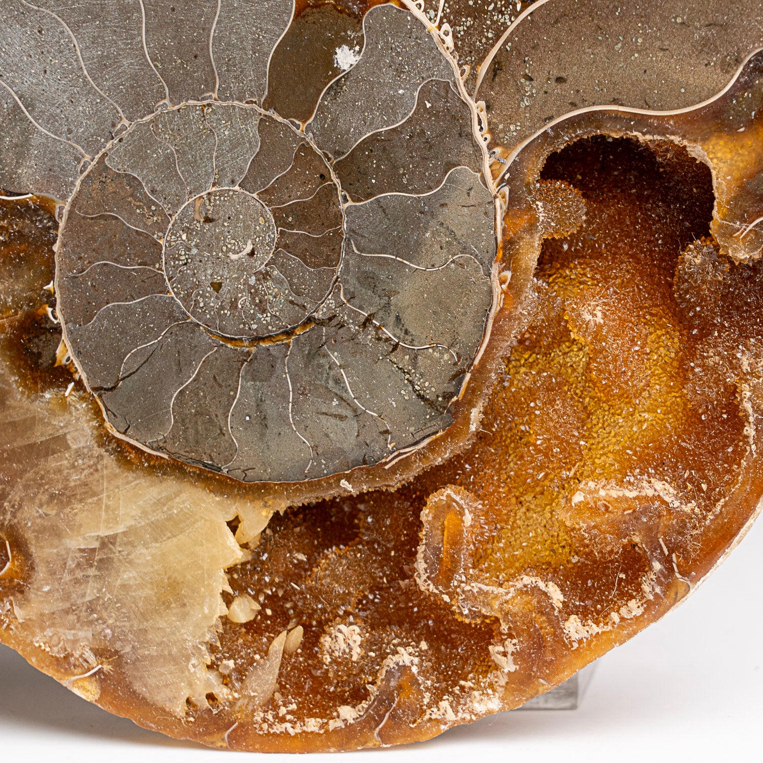 Calcified Ammonite Halve From Madagascar (295 grams)