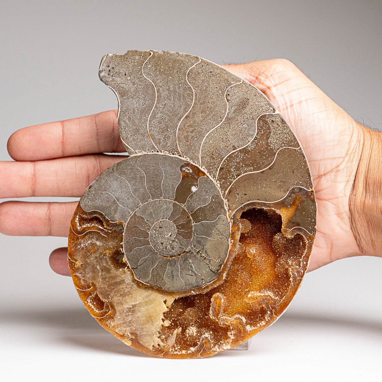 Calcified Ammonite Halve From Madagascar (295 grams)