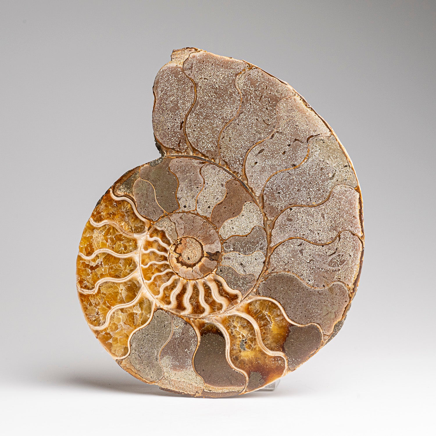 Calcified Ammonite Halve From Madagascar (317.6 grams)