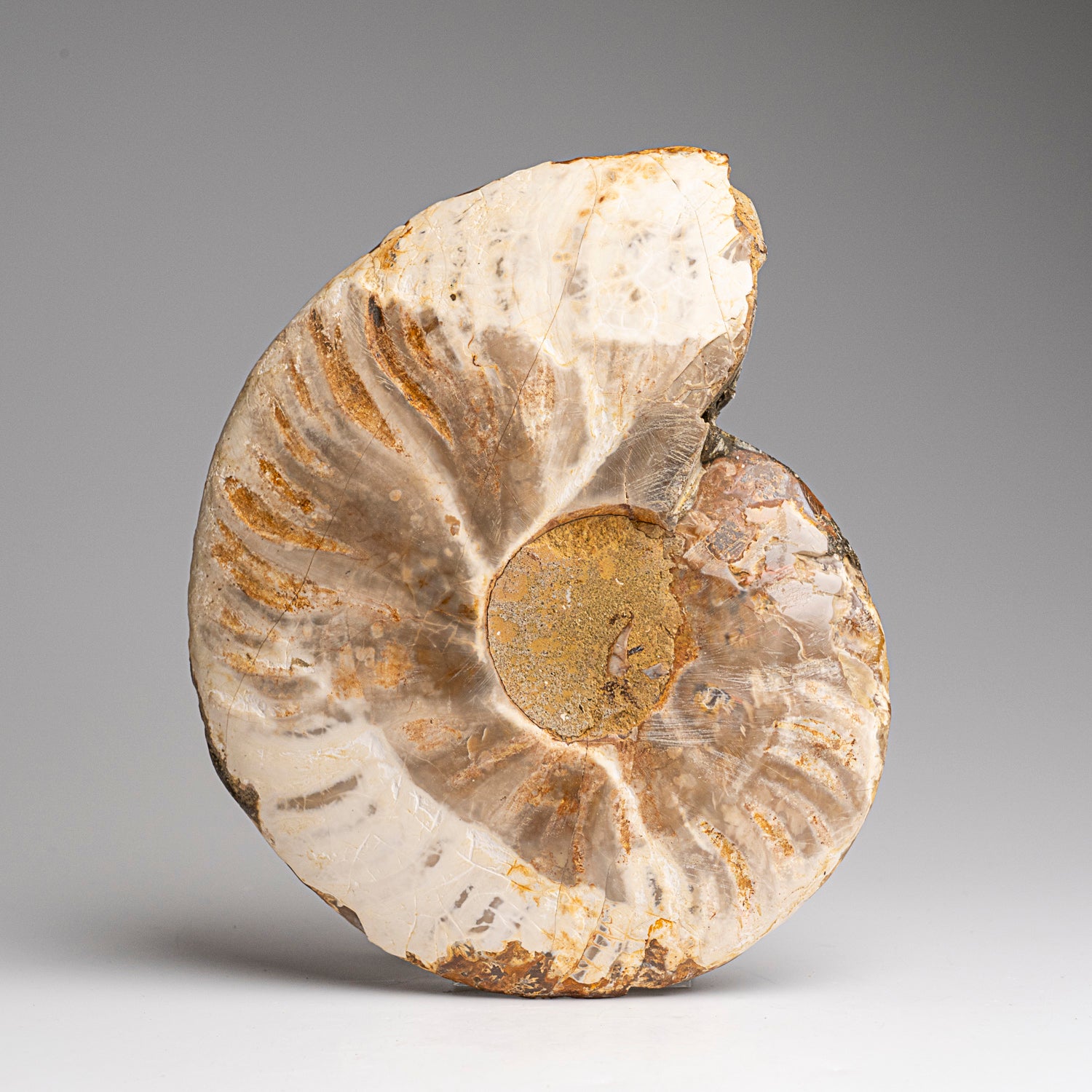 Calcified Ammonite Halve From Madagascar (317.6 grams)