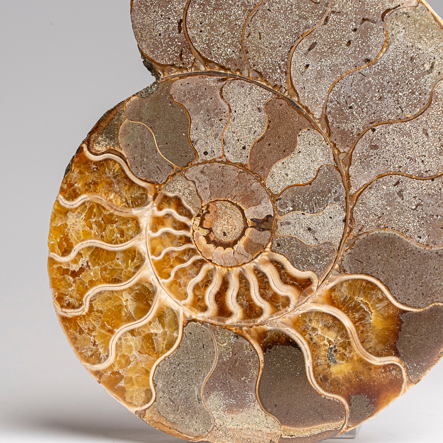 Calcified Ammonite Halve From Madagascar (317.6 grams)