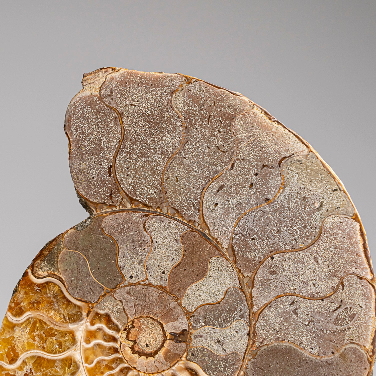 Calcified Ammonite Halve From Madagascar (317.6 grams)