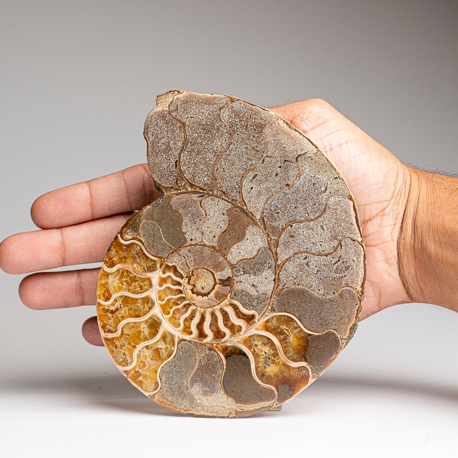 Calcified Ammonite Halve From Madagascar (317.6 grams)