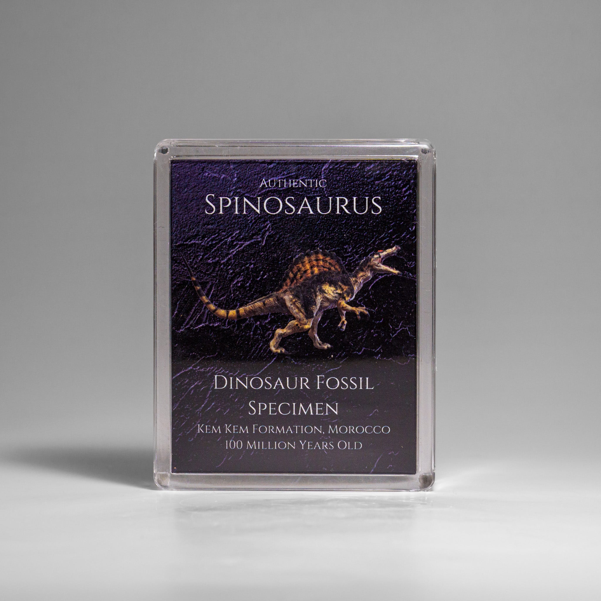 Genuine Spinosaurus (Dinosaur) Fossil Specimen in Acrylic Display Box