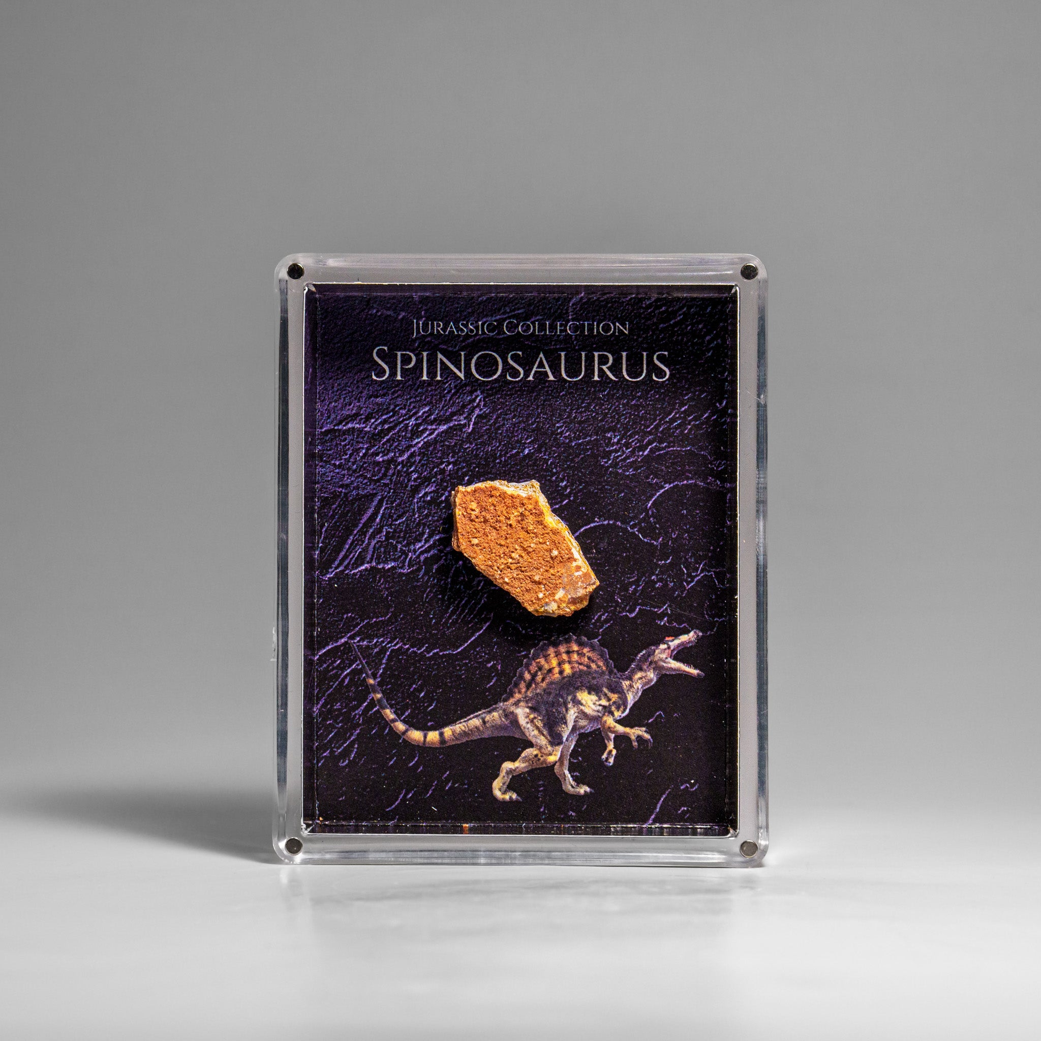 Genuine Spinosaurus (Dinosaur) Fossil Specimen in Acrylic Display Box