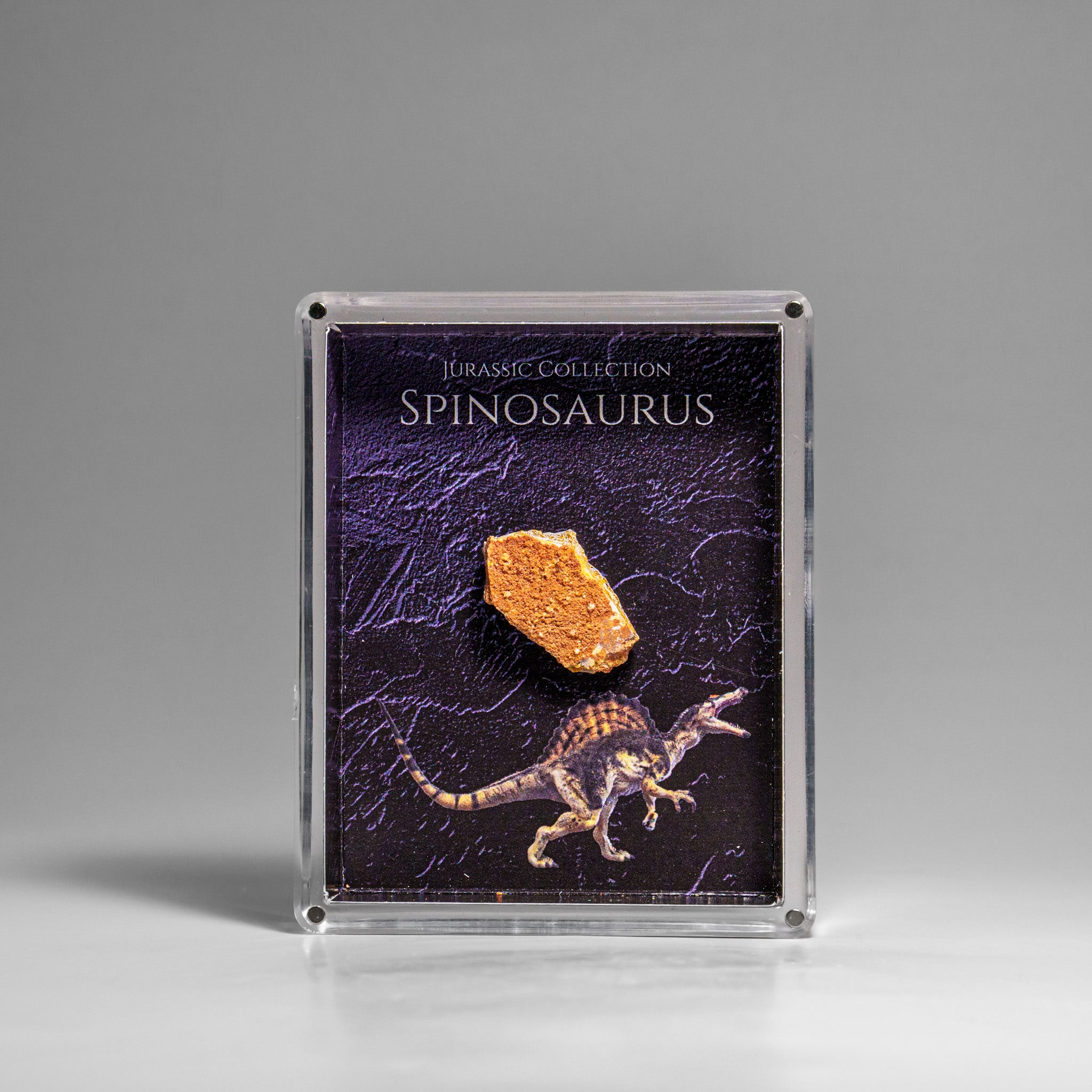 Genuine Spinosaurus (Dinosaur) Fossil Specimen in Acrylic Display Box