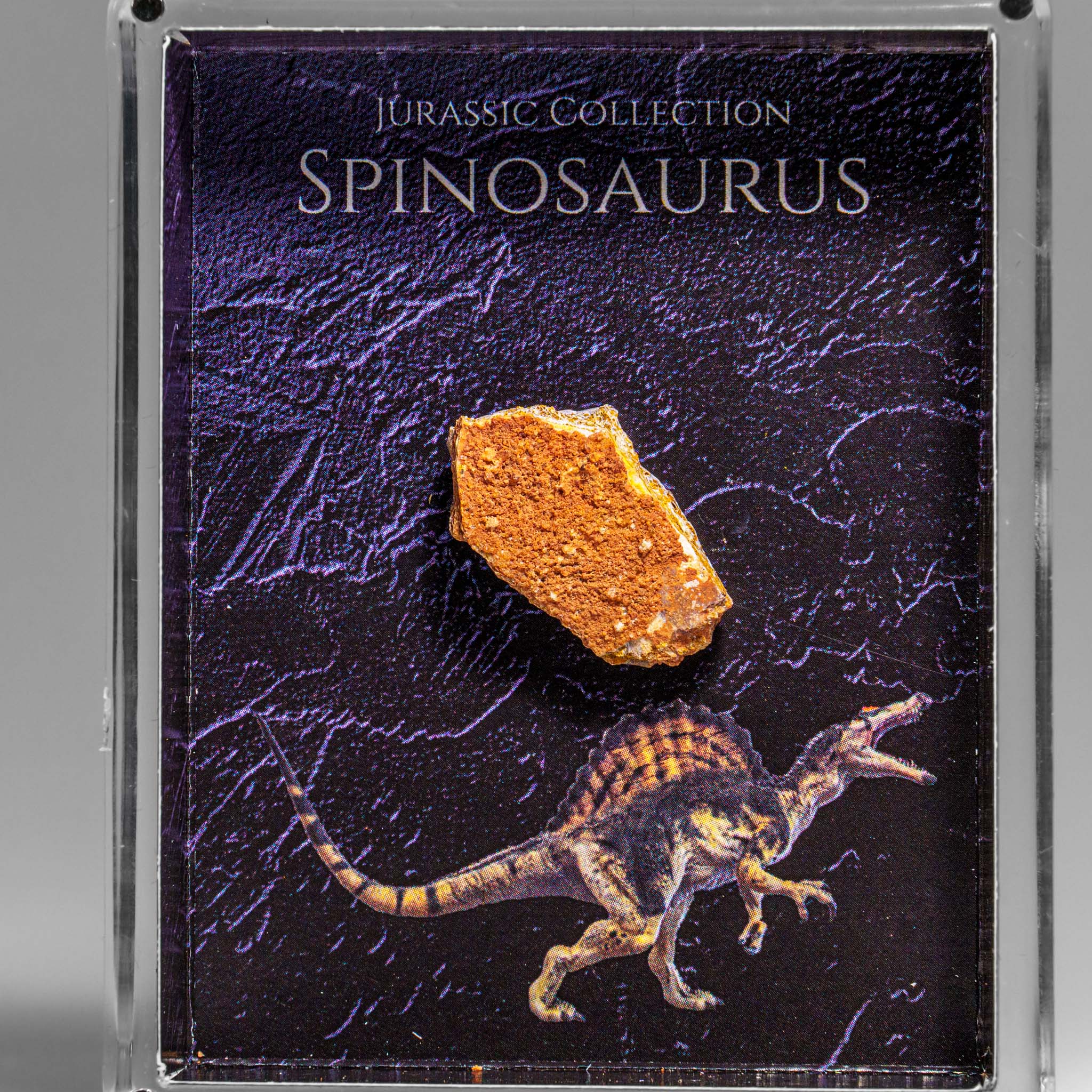 Genuine Spinosaurus (Dinosaur) Fossil Specimen in Acrylic Display Box