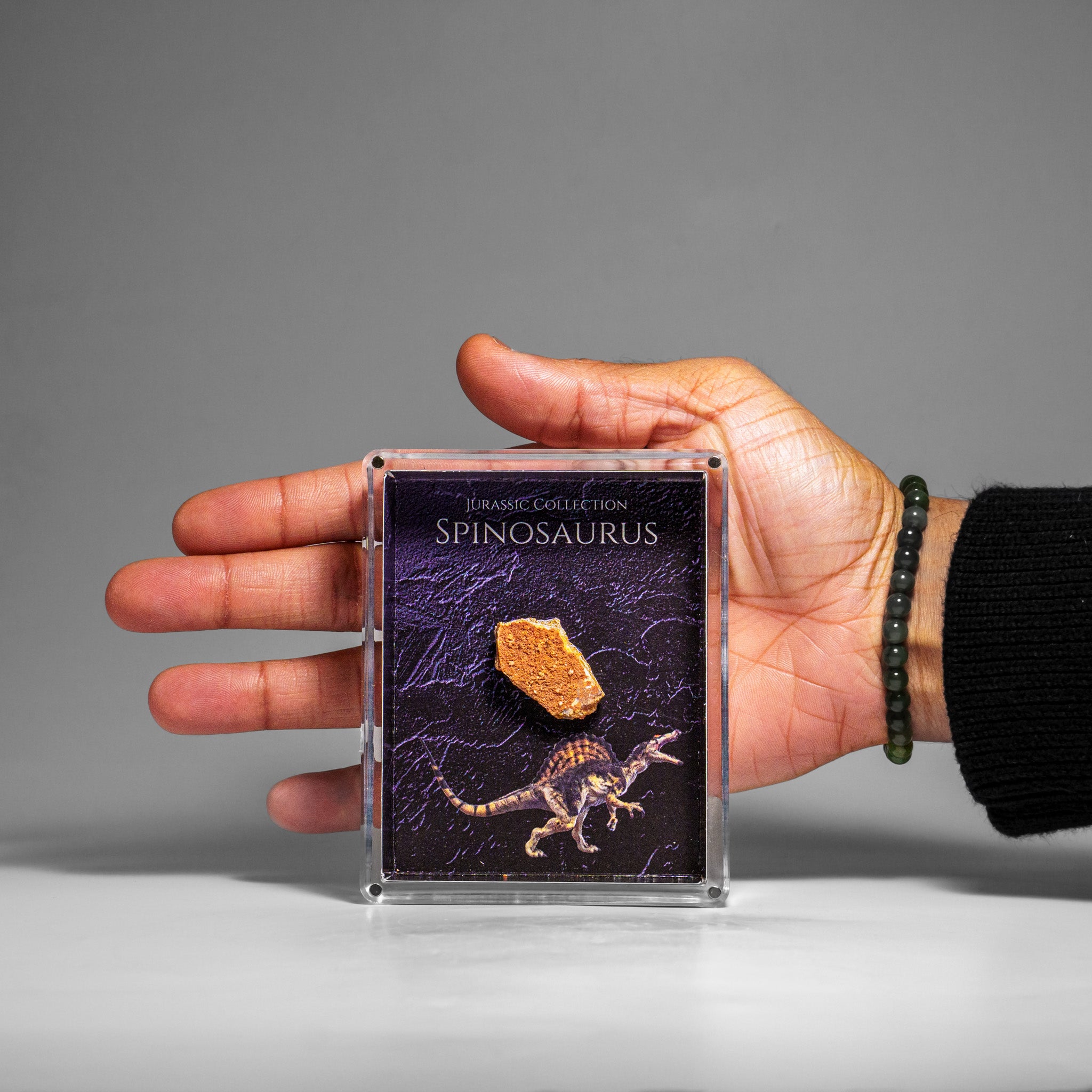 Genuine Spinosaurus (Dinosaur) Fossil Specimen in Acrylic Display Box