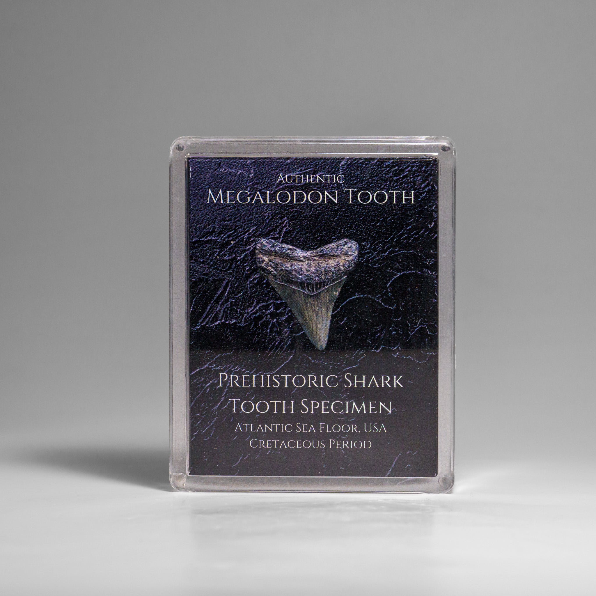 Genuine Prehistoric Megalodon Shark Tooth Specimen in Acrylic Display Box