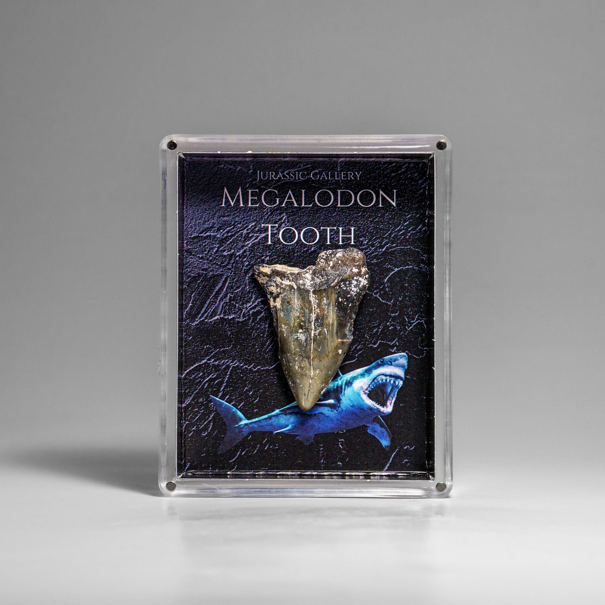 Genuine Prehistoric Megalodon Shark Tooth Specimen in Acrylic Display Box