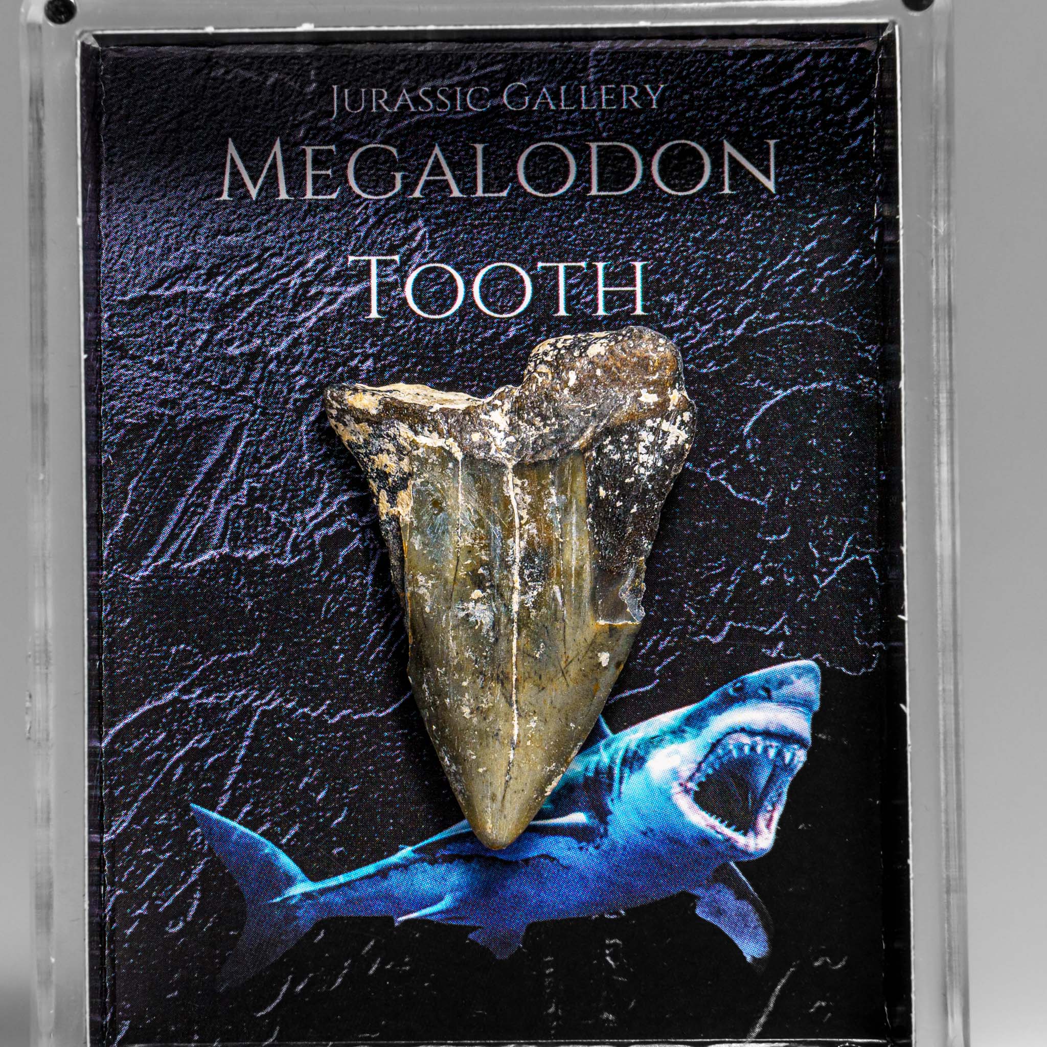 Genuine Prehistoric Megalodon Shark Tooth Specimen in Acrylic Display Box