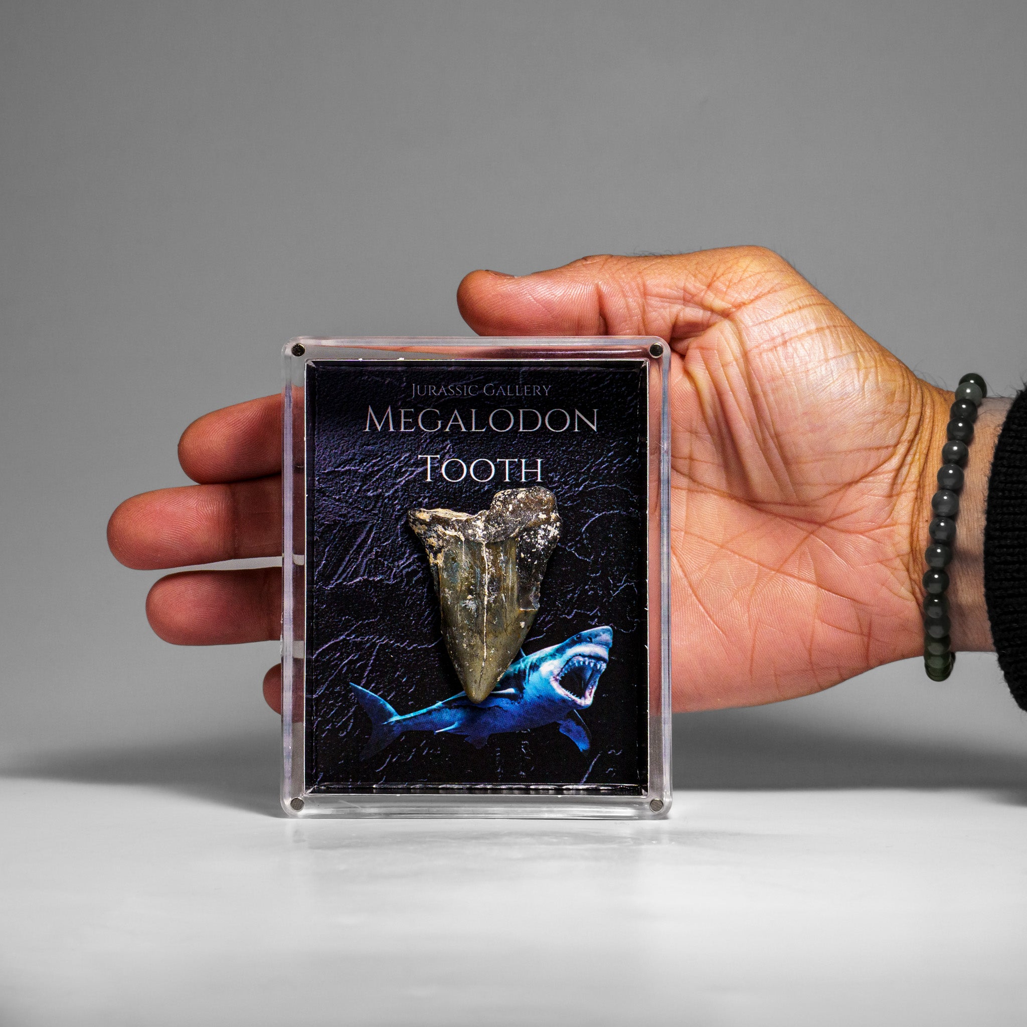 Genuine Prehistoric Megalodon Shark Tooth Specimen in Acrylic Display Box