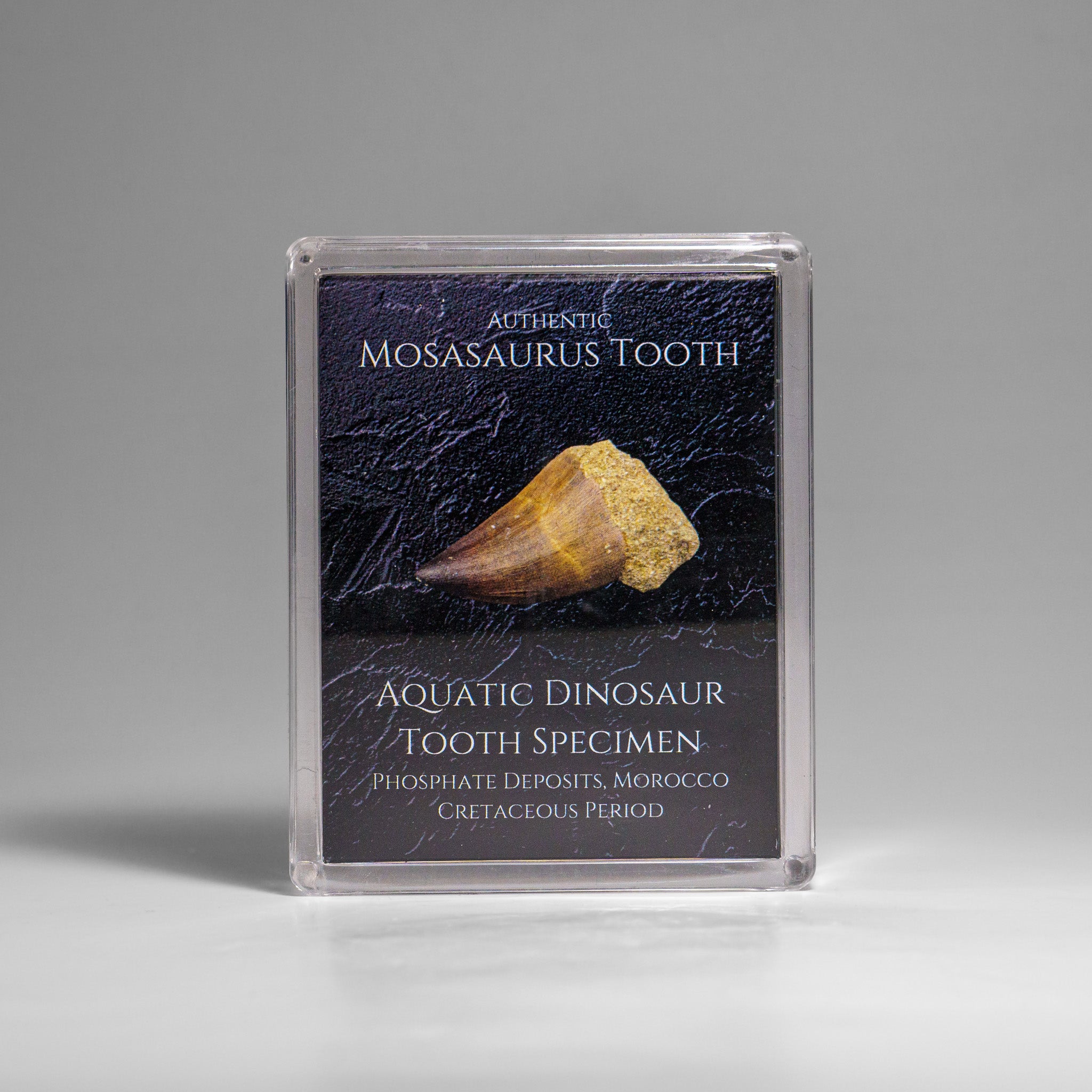 Genuine Mosasaurus (Dinosaur) Tooth in Acrylic Display Box