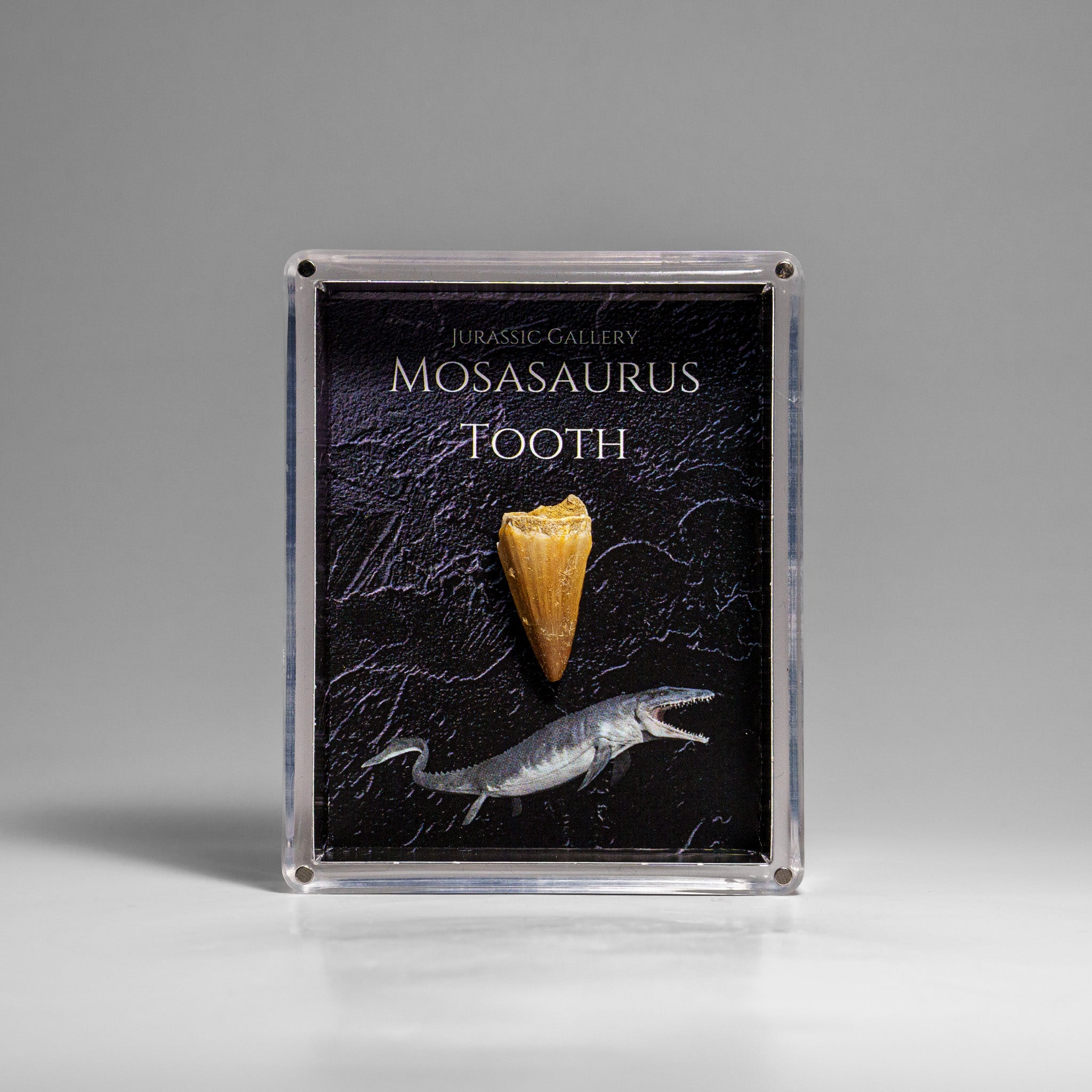 Genuine Mosasaurus (Dinosaur) Tooth in Acrylic Display Box