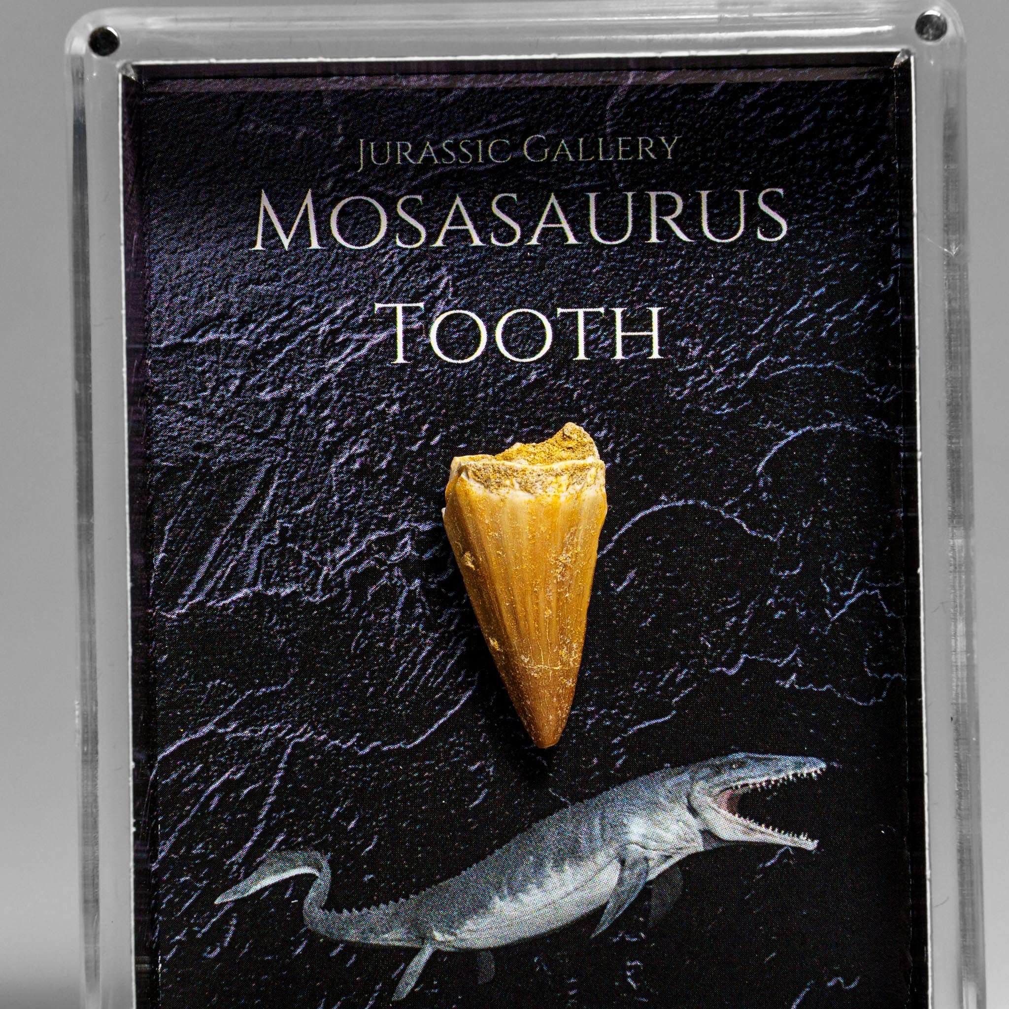 Genuine Mosasaurus (Dinosaur) Tooth in Acrylic Display Box