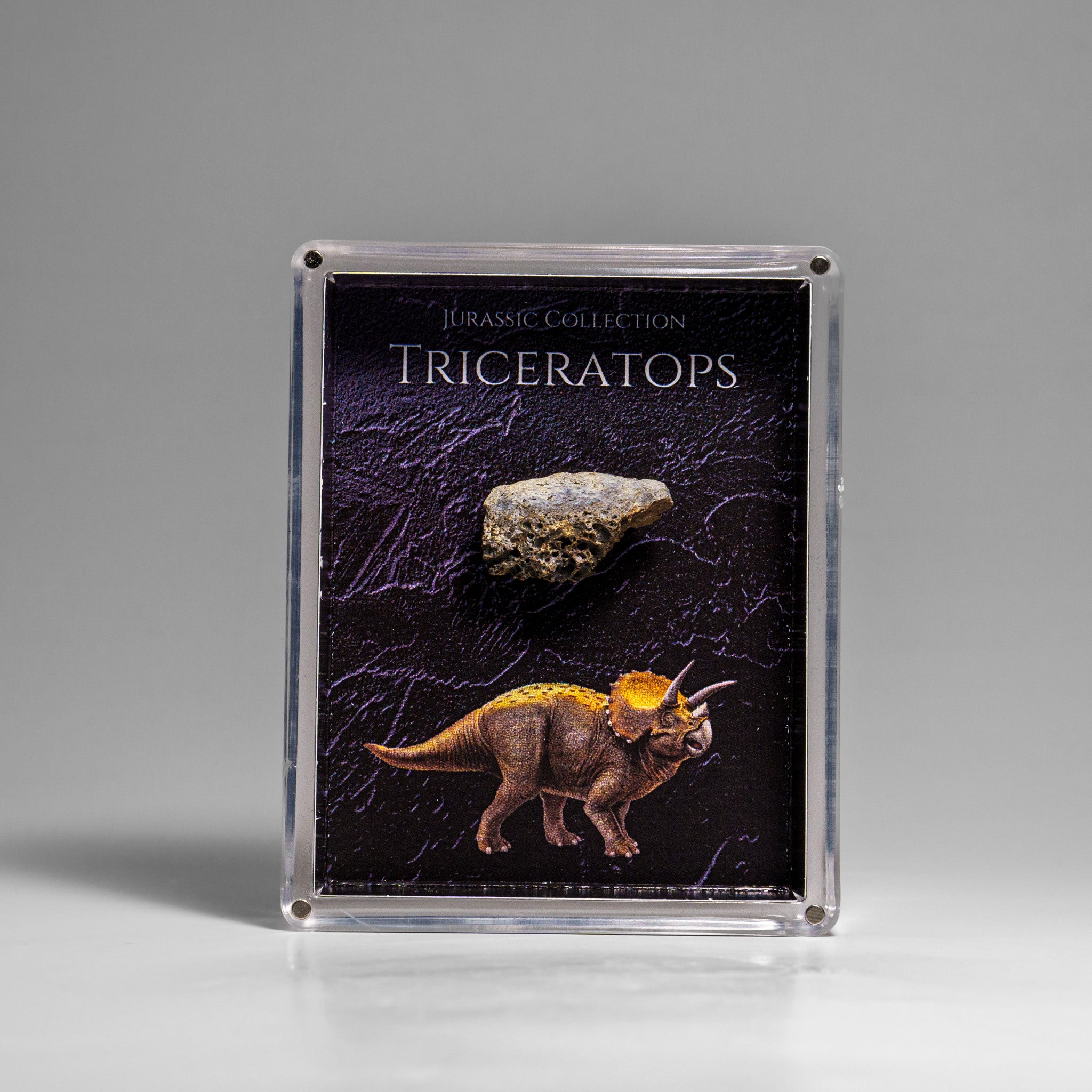 Genuine Triceratops (Dinosaur) Tooth in Acrylic Display Box