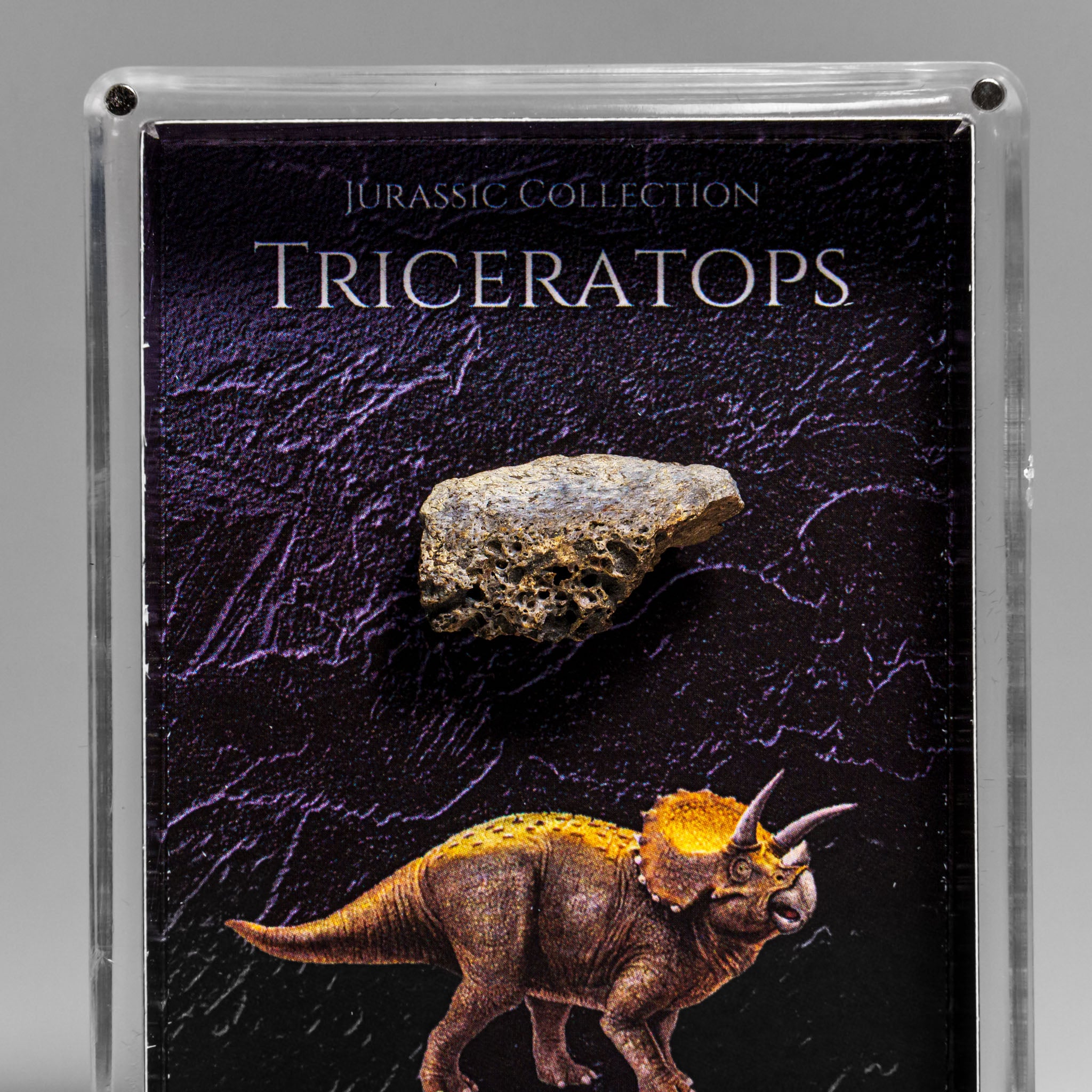 Genuine Triceratops (Dinosaur) Tooth in Acrylic Display Box