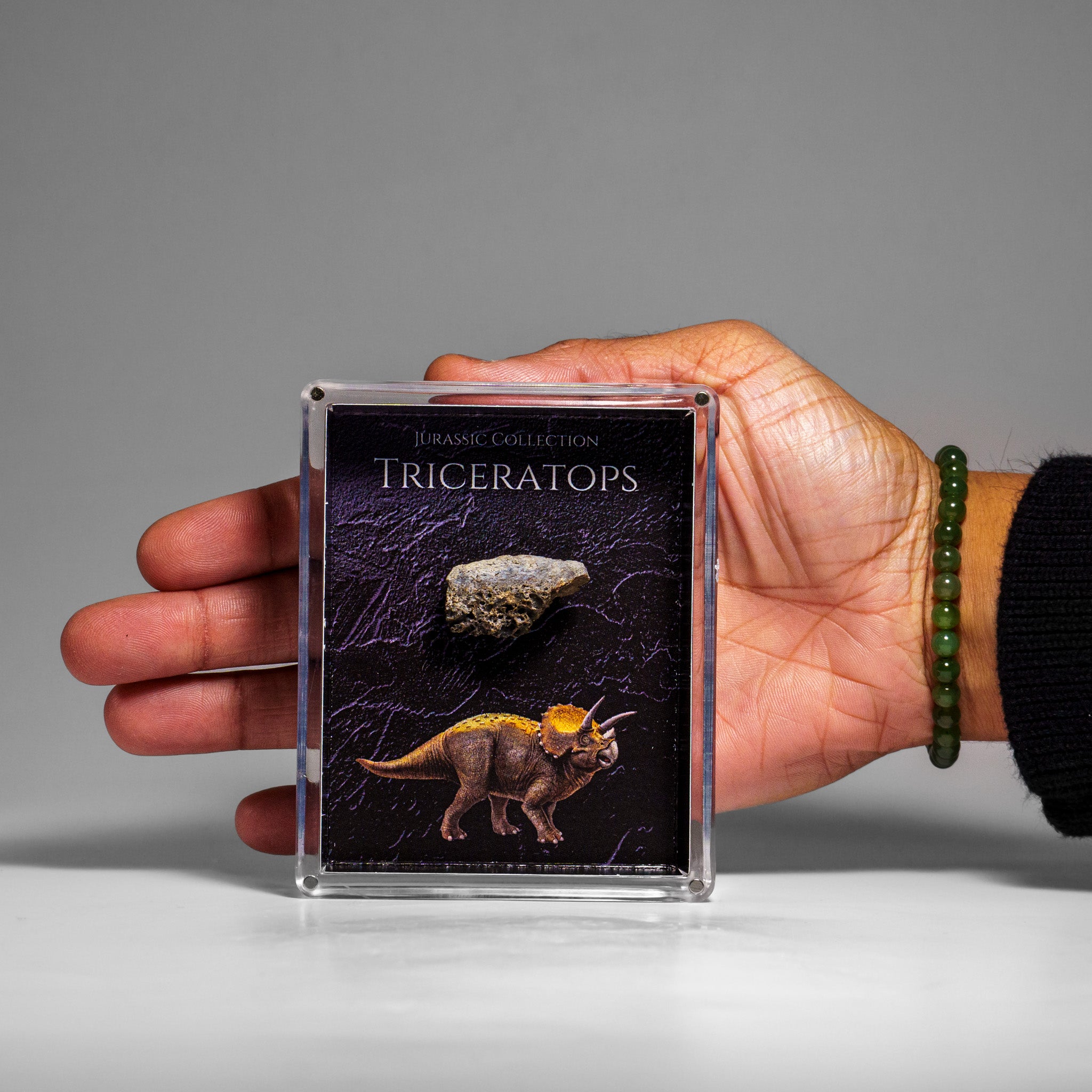 Genuine Triceratops (Dinosaur) Tooth in Acrylic Display Box