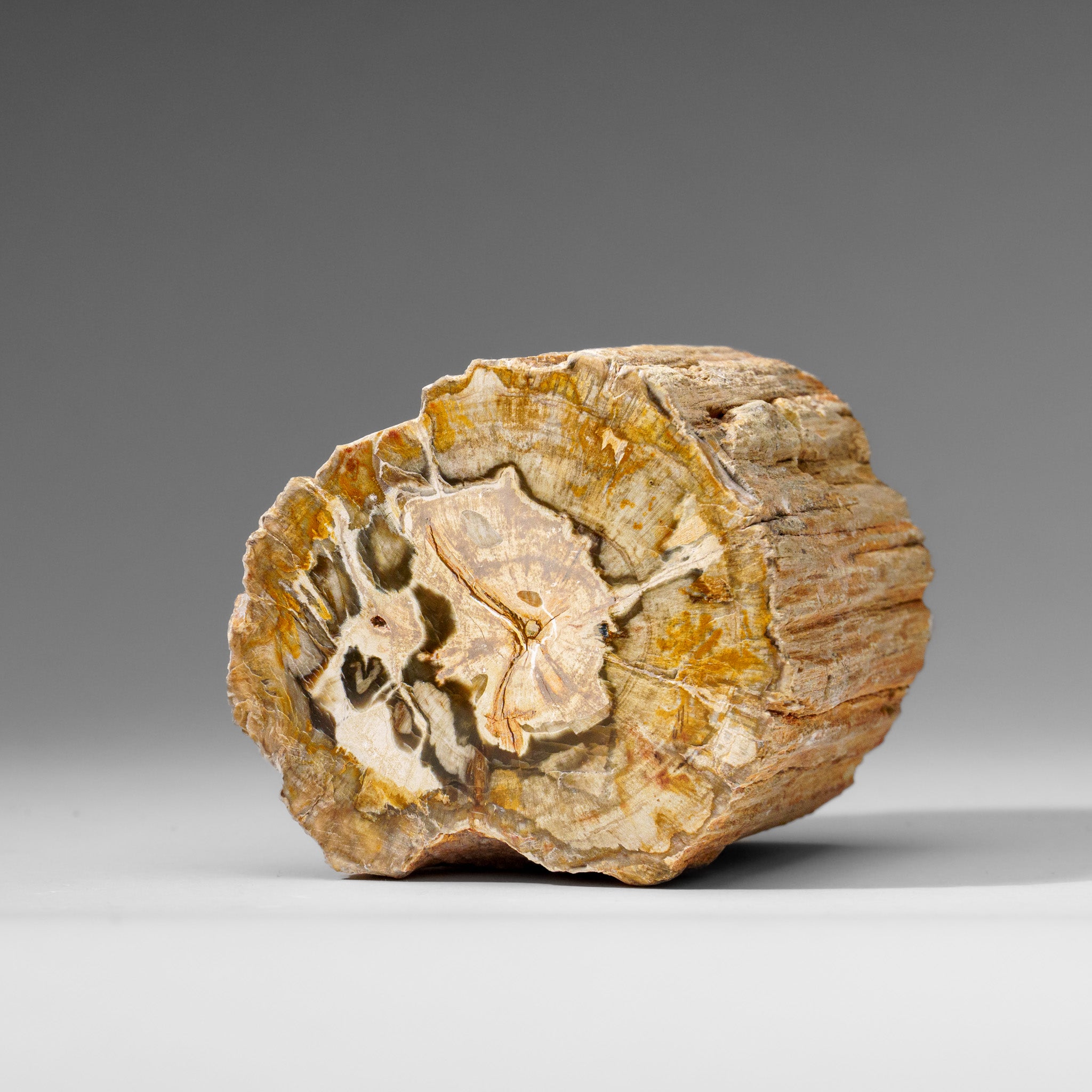 Natural Petrified Wood Log from Madagascar (1.3 lbs)