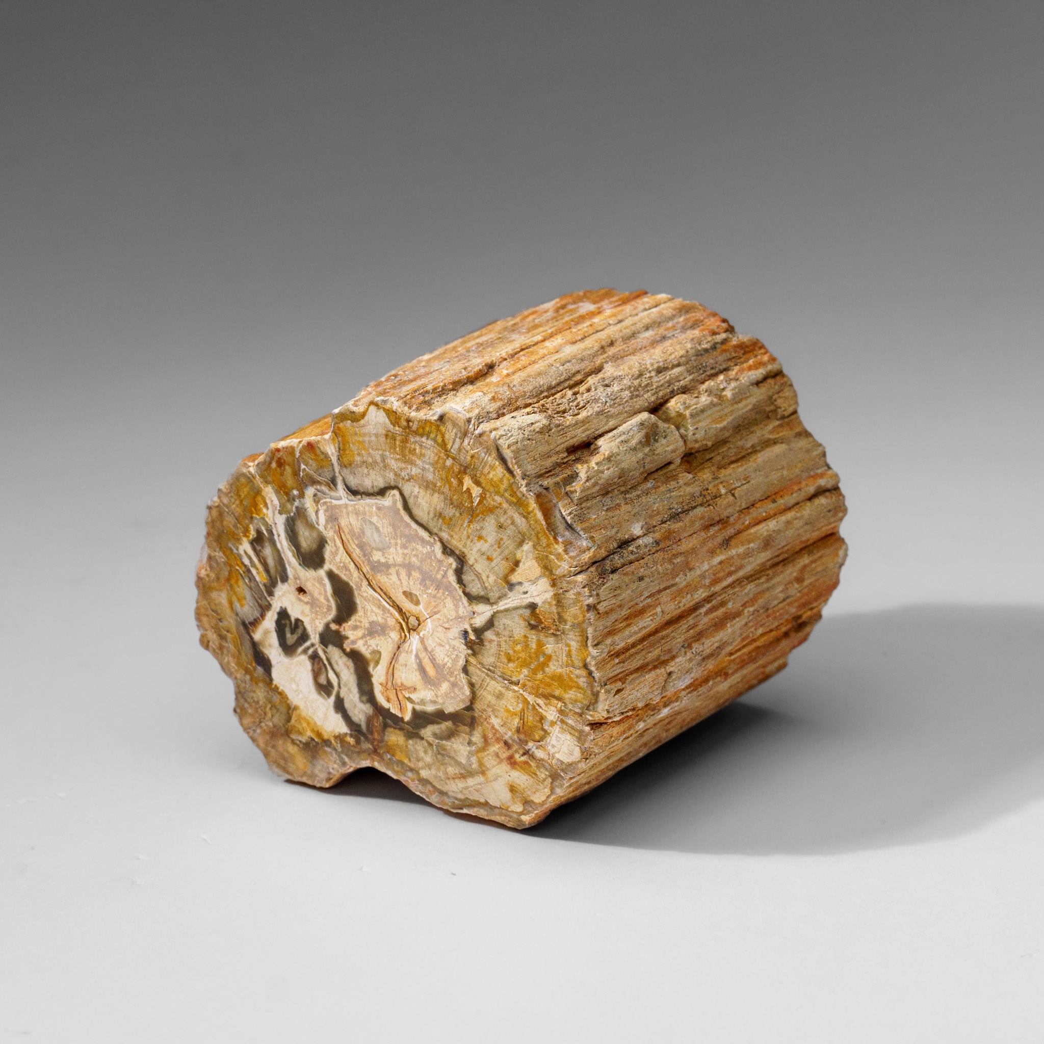 Natural Petrified Wood Log from Madagascar (1.3 lbs)