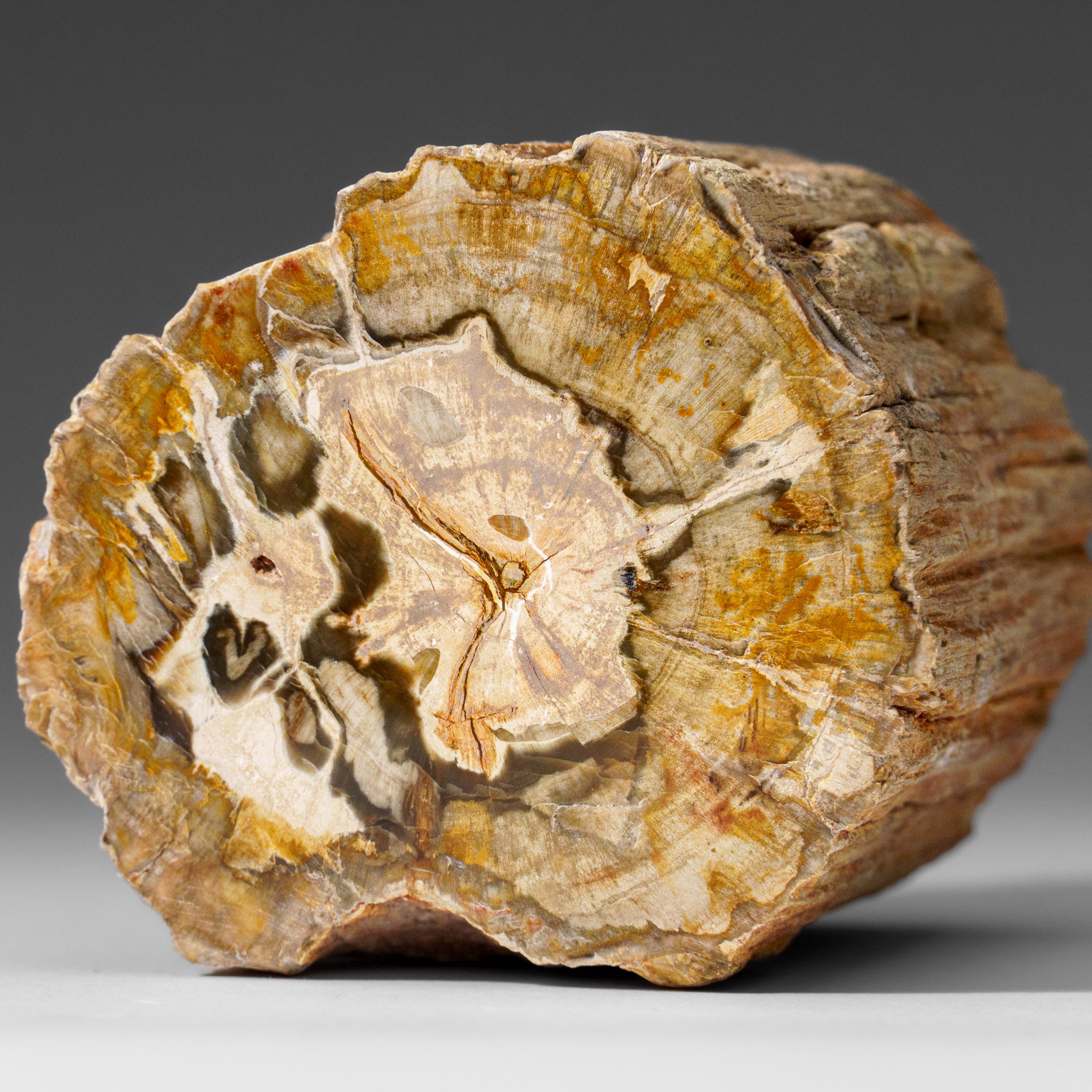 Natural Petrified Wood Log from Madagascar (1.3 lbs)