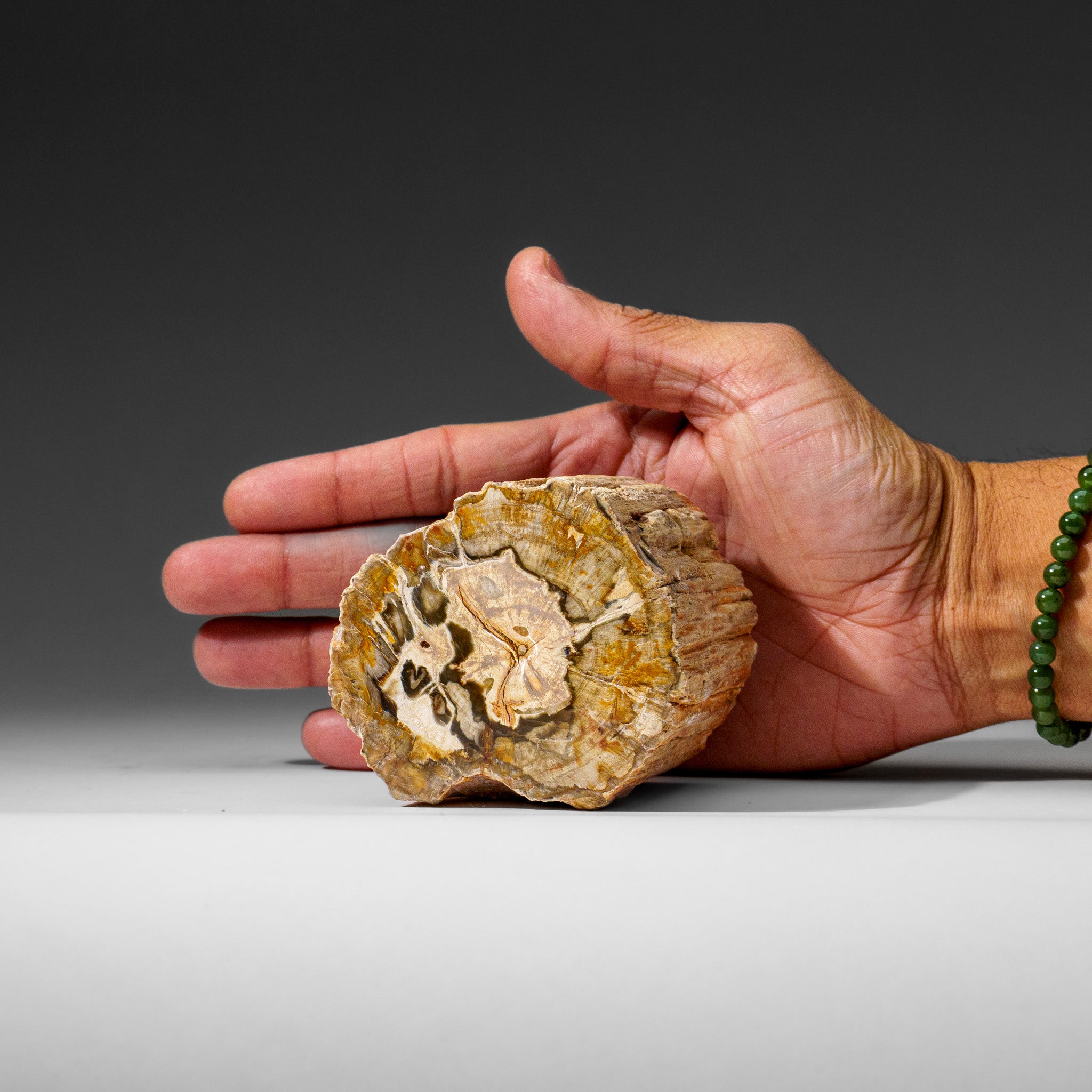 Natural Petrified Wood Log from Madagascar (1.3 lbs)