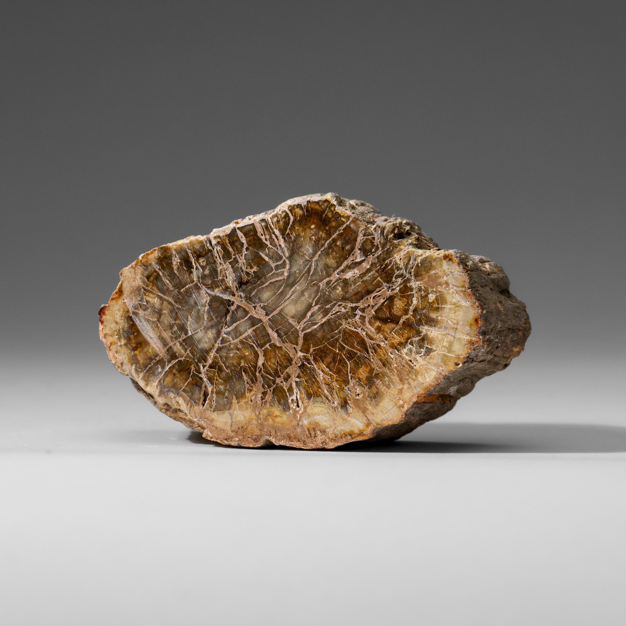 Natural Petrified Wood Log from Madagascar (.5 lbs)