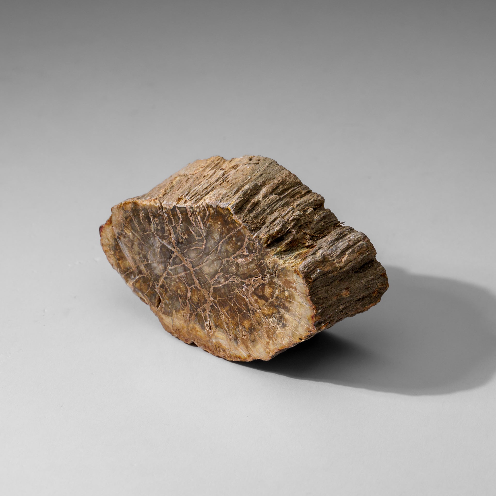 Natural Petrified Wood Log from Madagascar (.5 lbs)