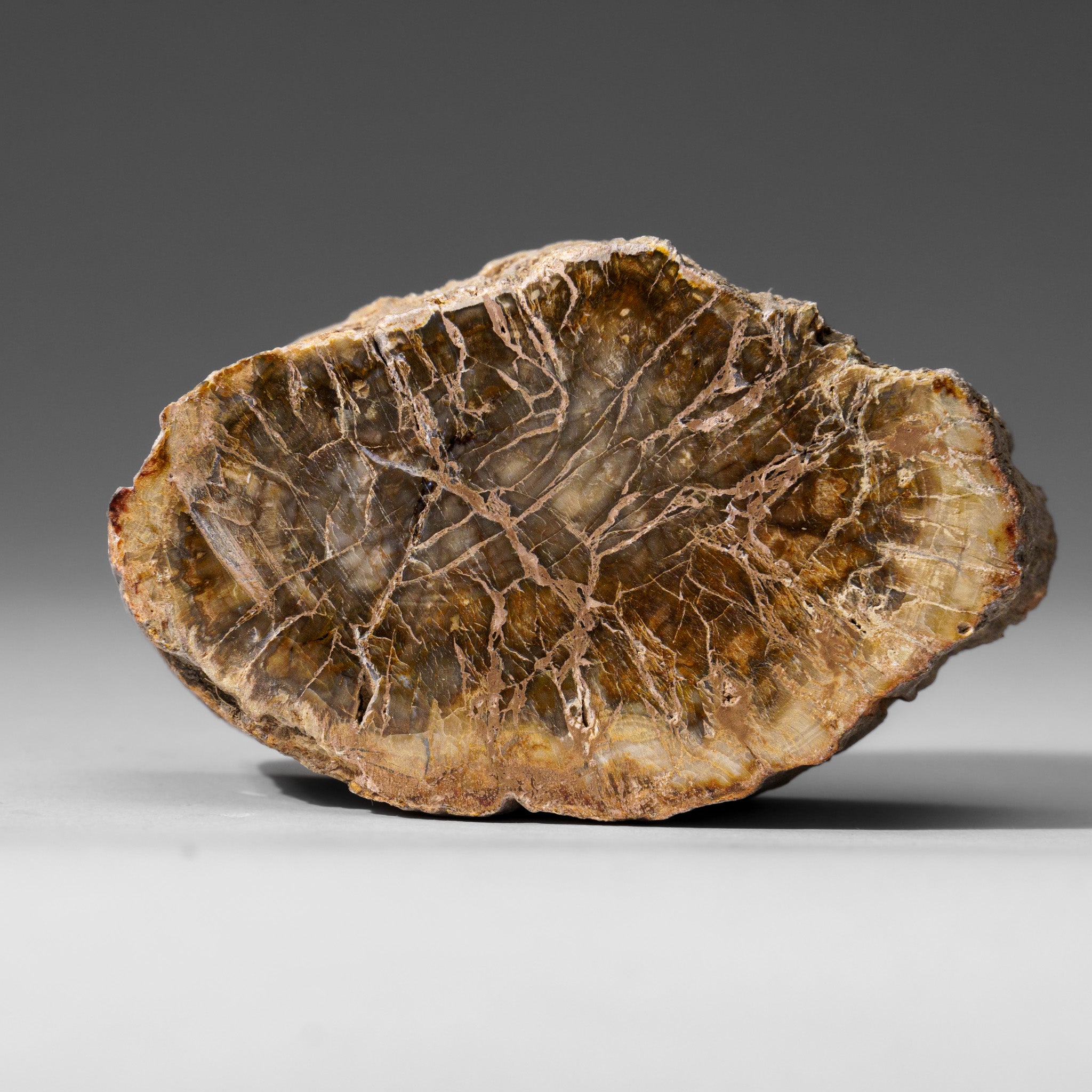 Natural Petrified Wood Log from Madagascar (.5 lbs)