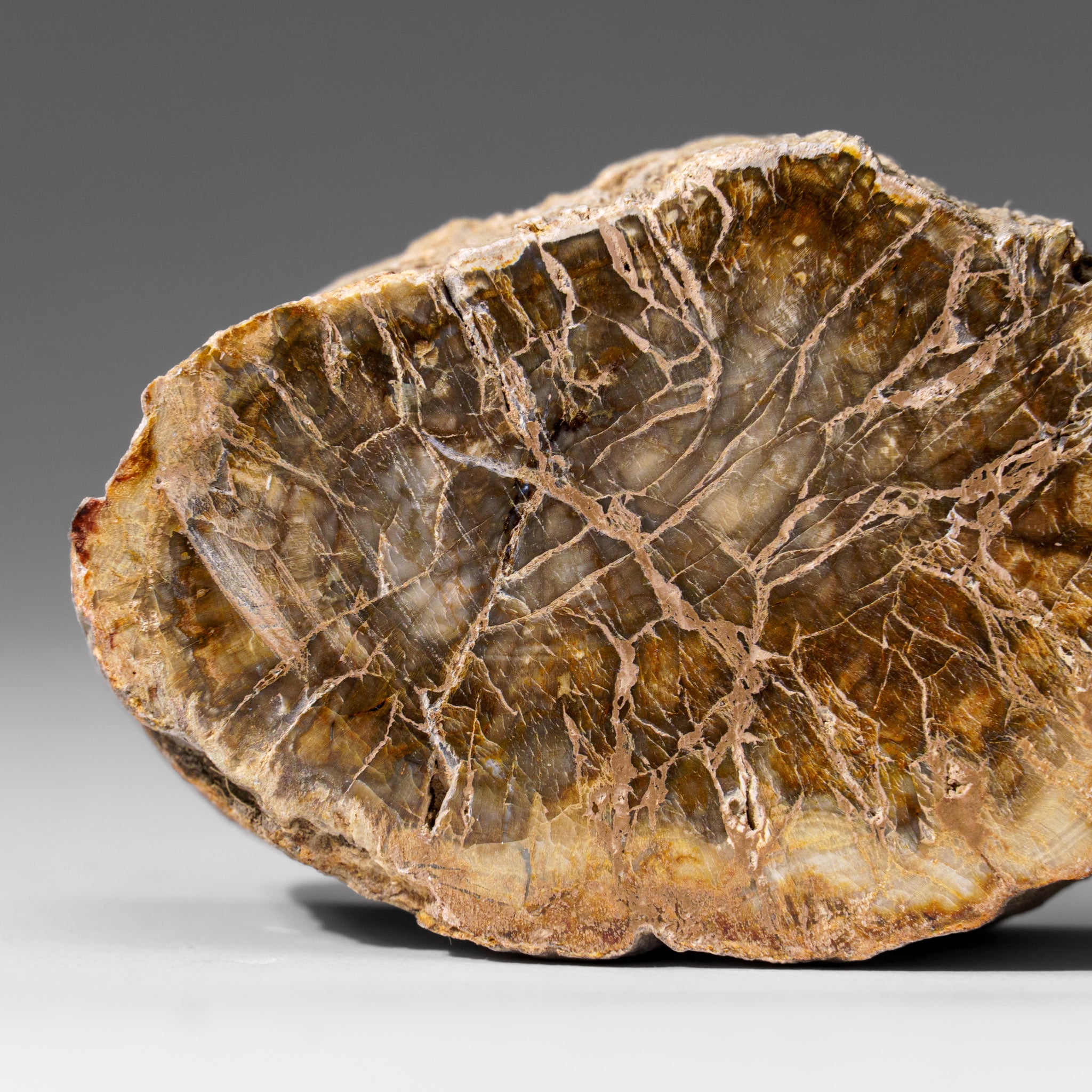 Natural Petrified Wood Log from Madagascar (.5 lbs)