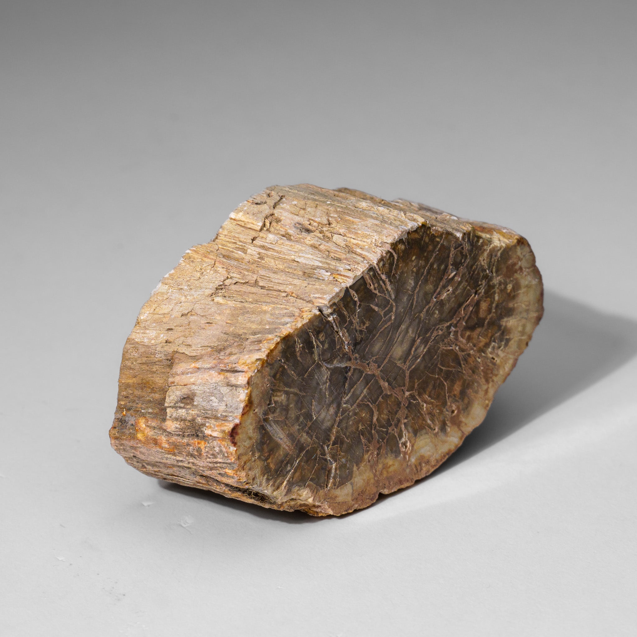 Natural Petrified Wood Log from Madagascar (.5 lbs)