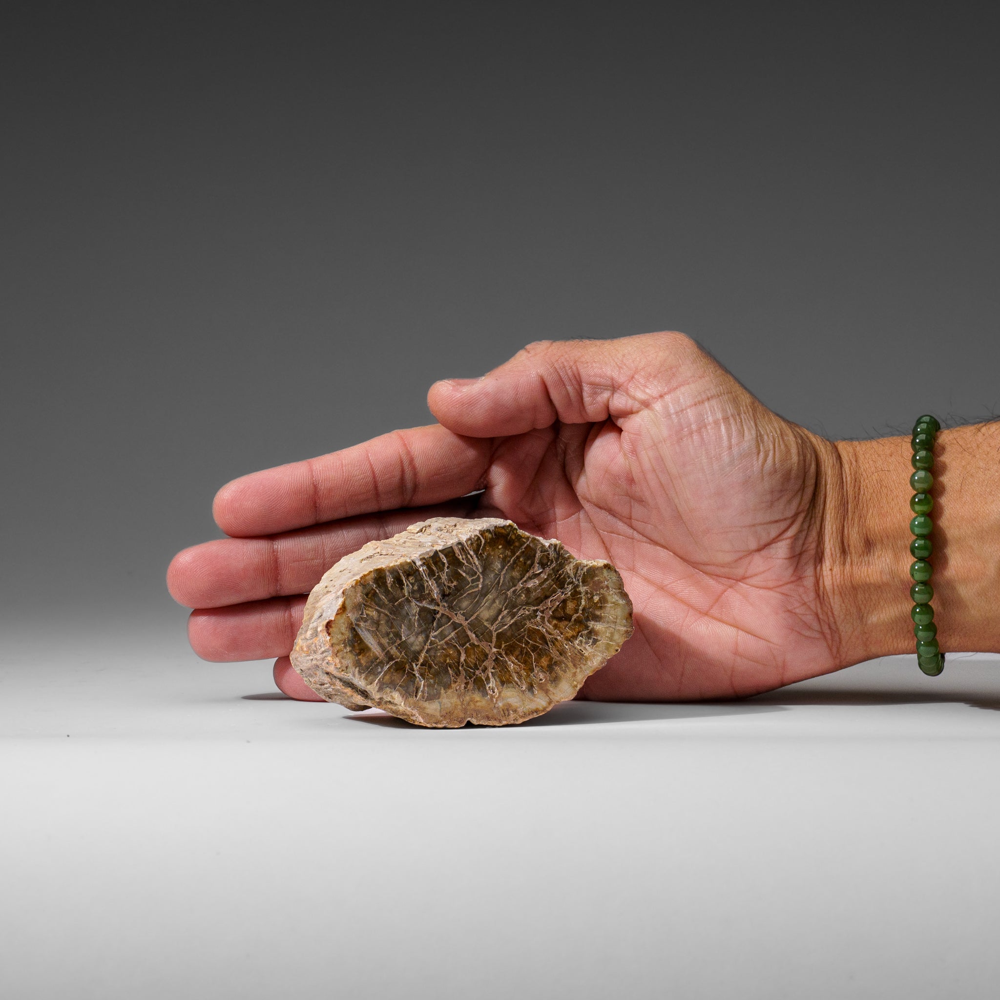 Natural Petrified Wood Log from Madagascar (.5 lbs)