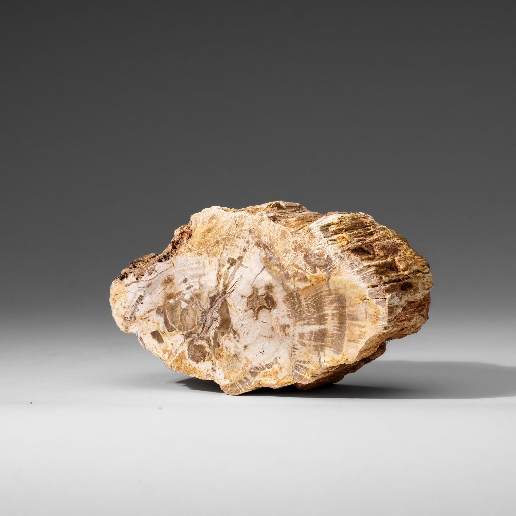 Natural Petrified Wood Log from Madagascar (1.2 lbs)