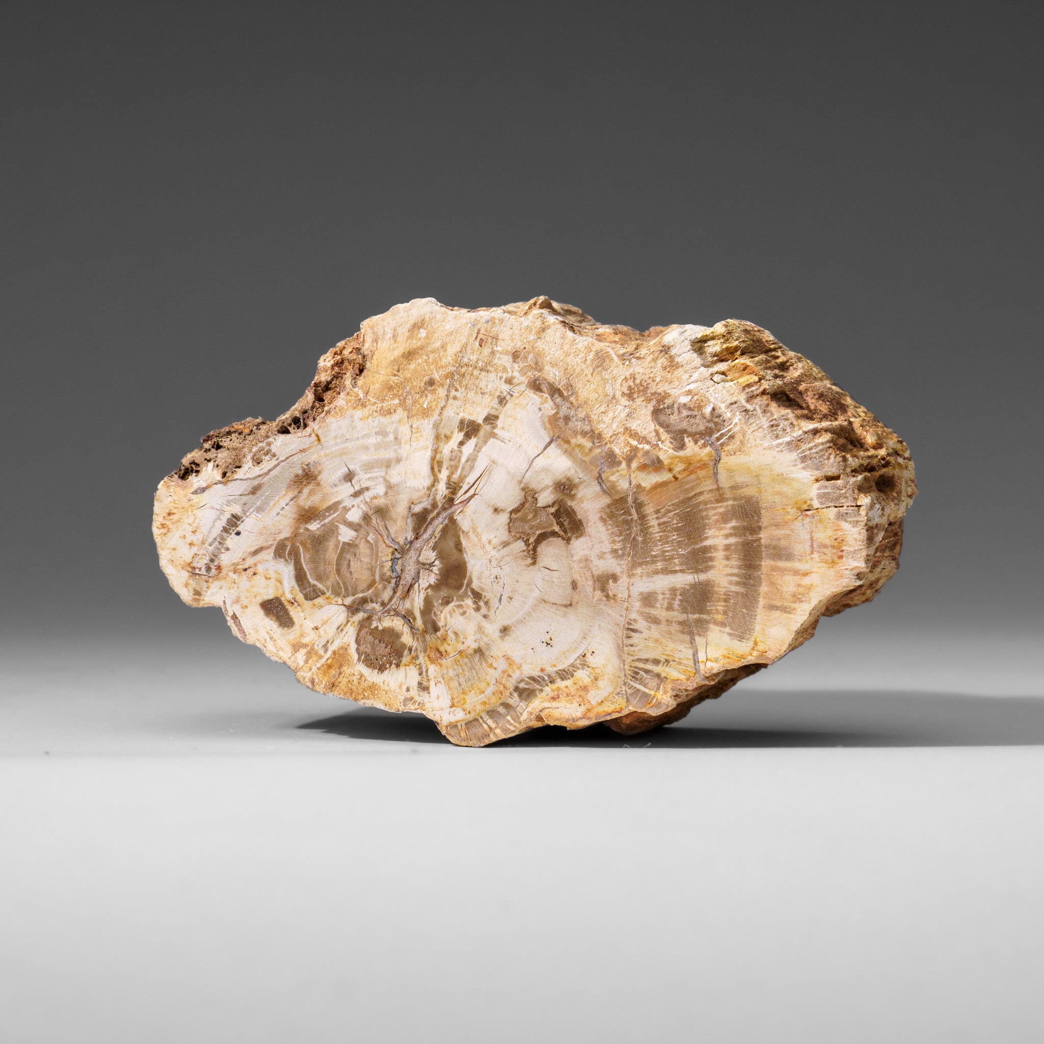 Natural Petrified Wood Log from Madagascar (1.2 lbs)