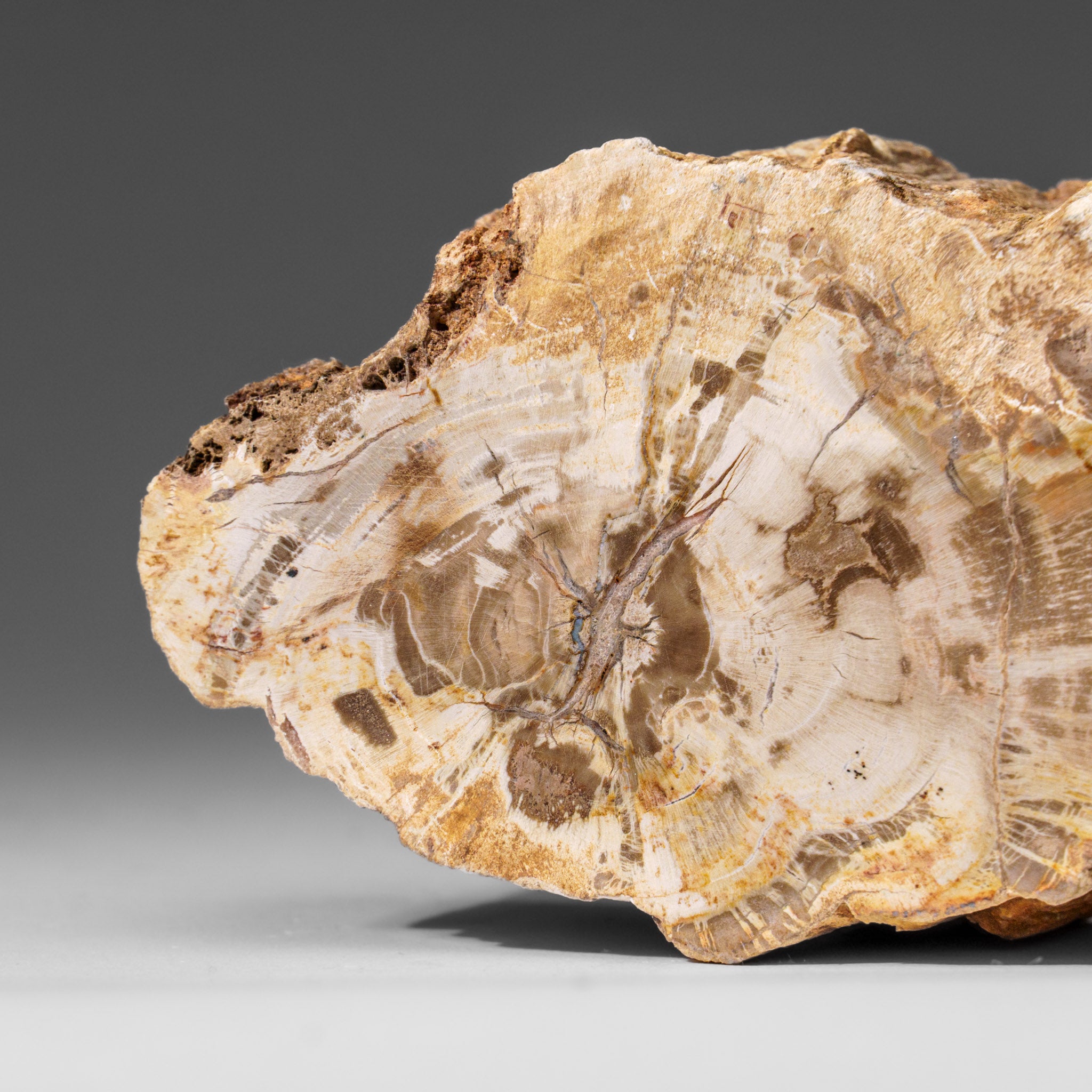 Natural Petrified Wood Log from Madagascar (1.2 lbs)