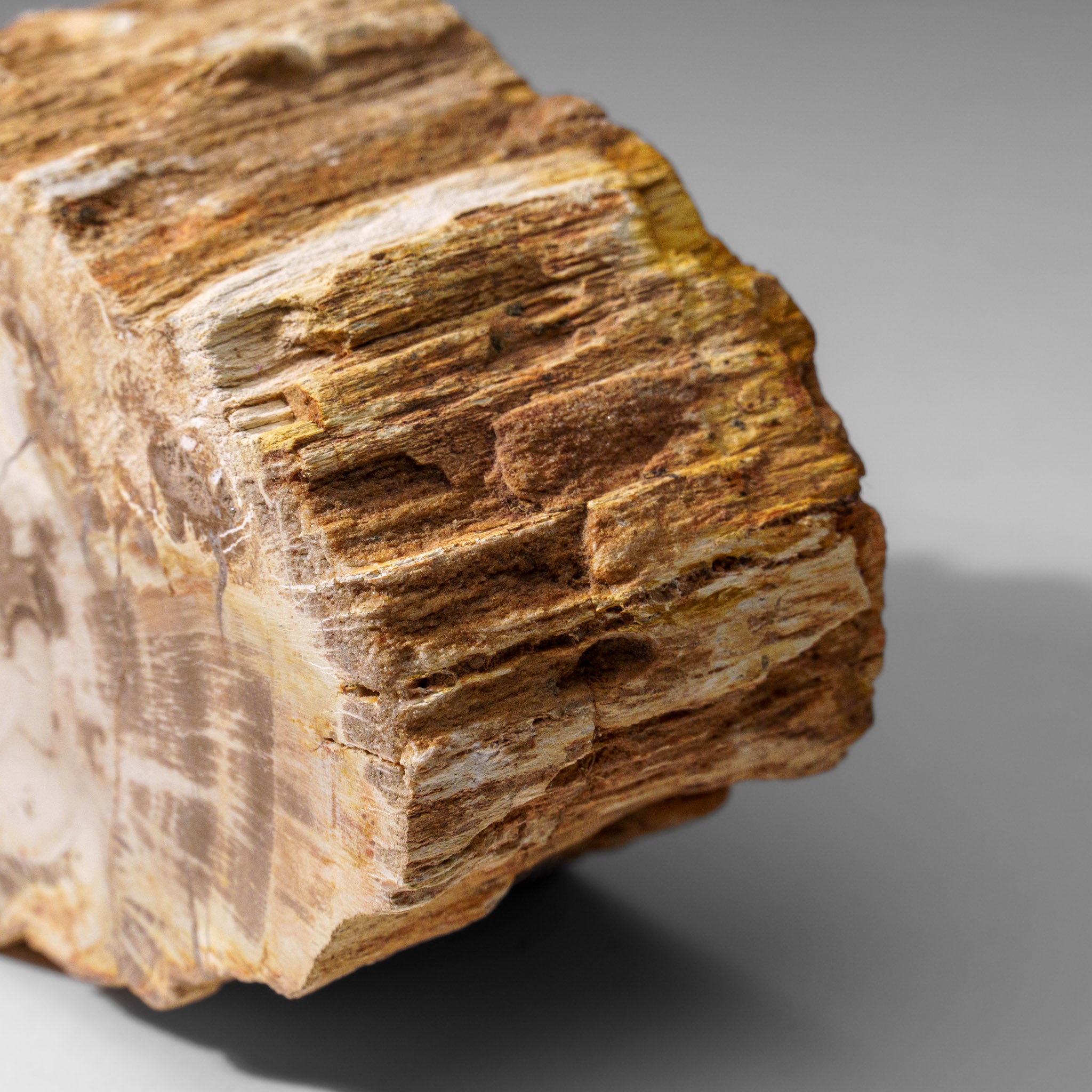 Natural Petrified Wood Log from Madagascar (1.2 lbs)