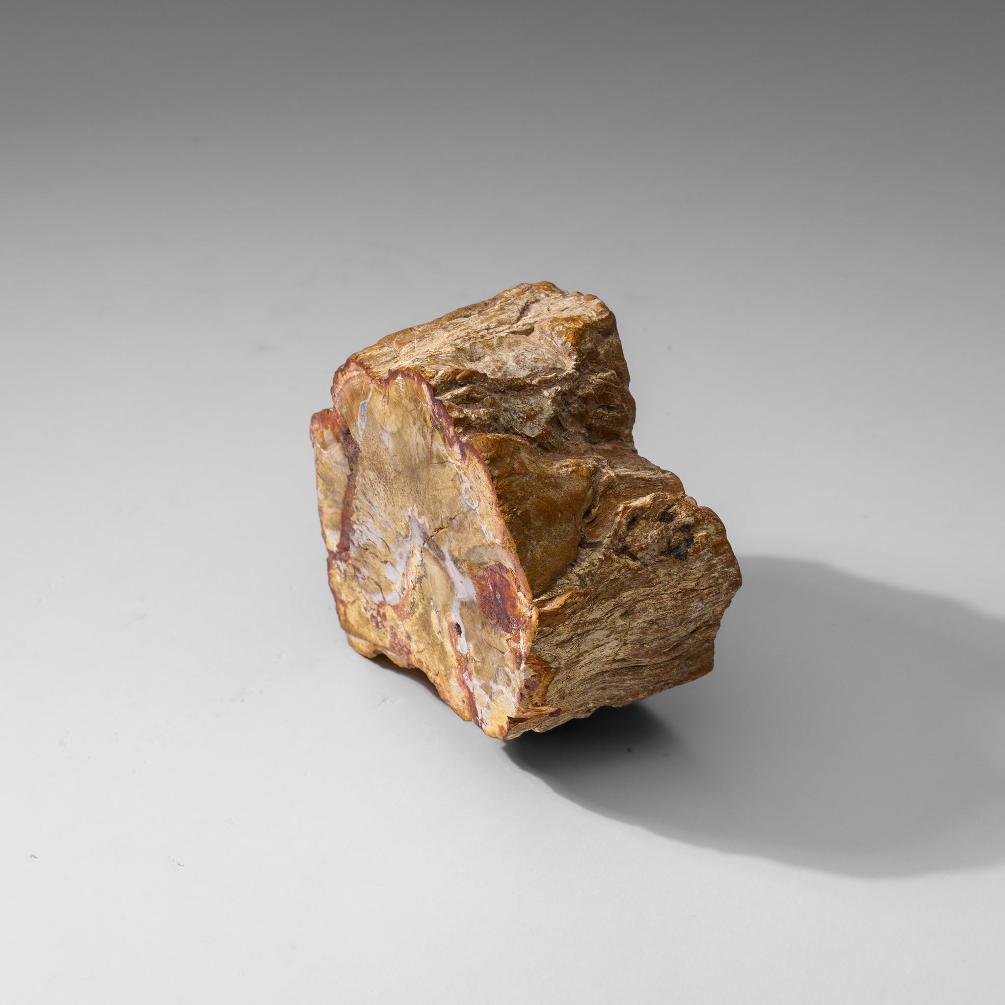 Natural Petrified Wood Log from Madagascar (1 lbs)