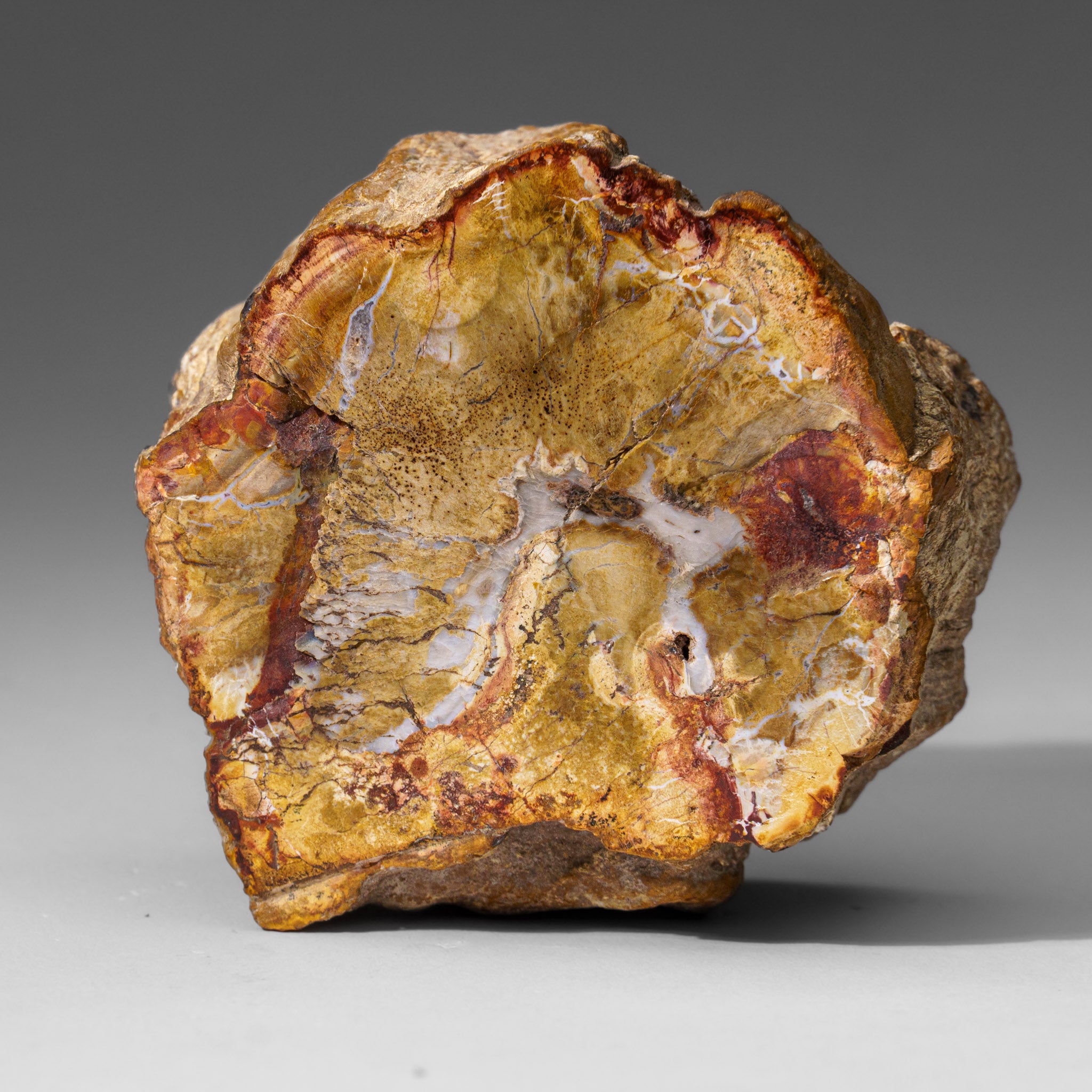 Natural Petrified Wood Log from Madagascar (1 lbs)