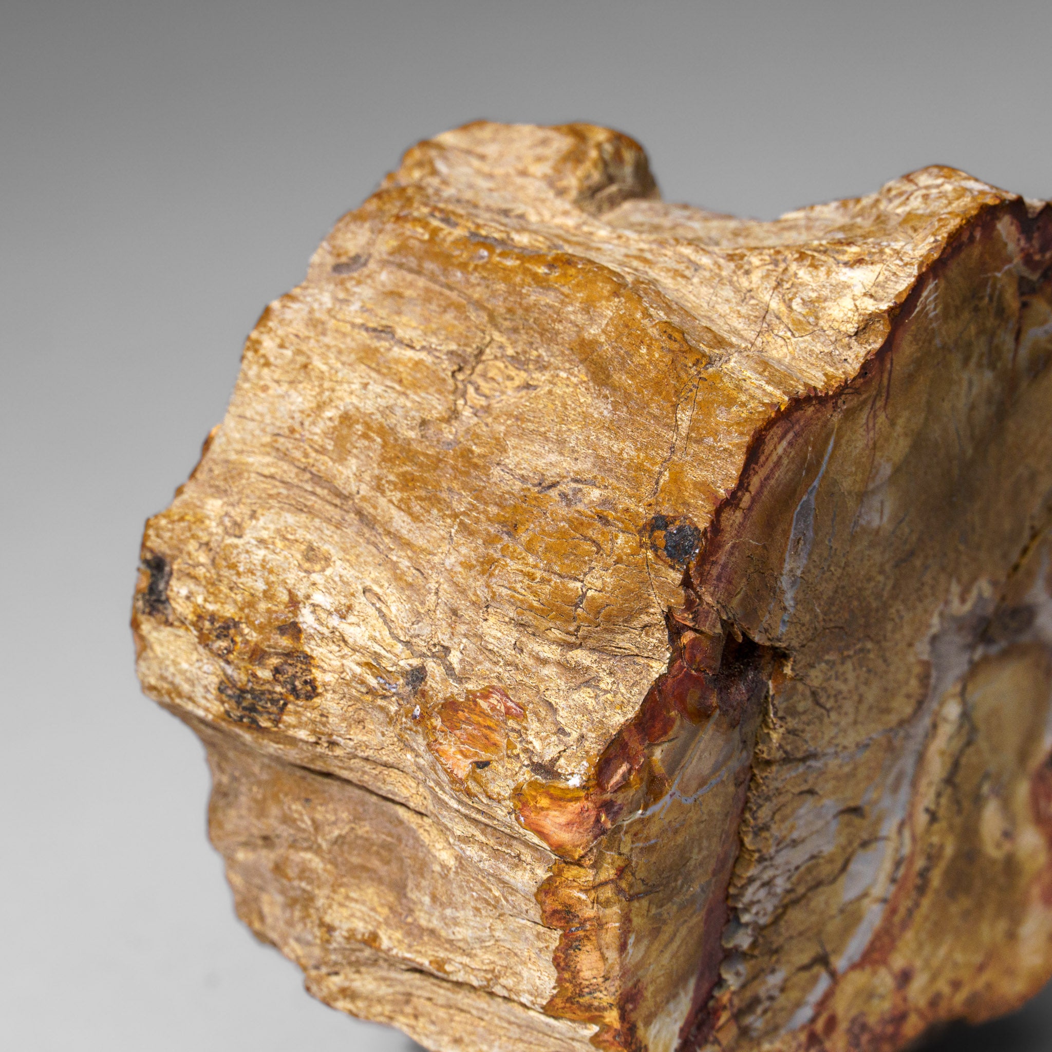 Natural Petrified Wood Log from Madagascar (1 lbs)