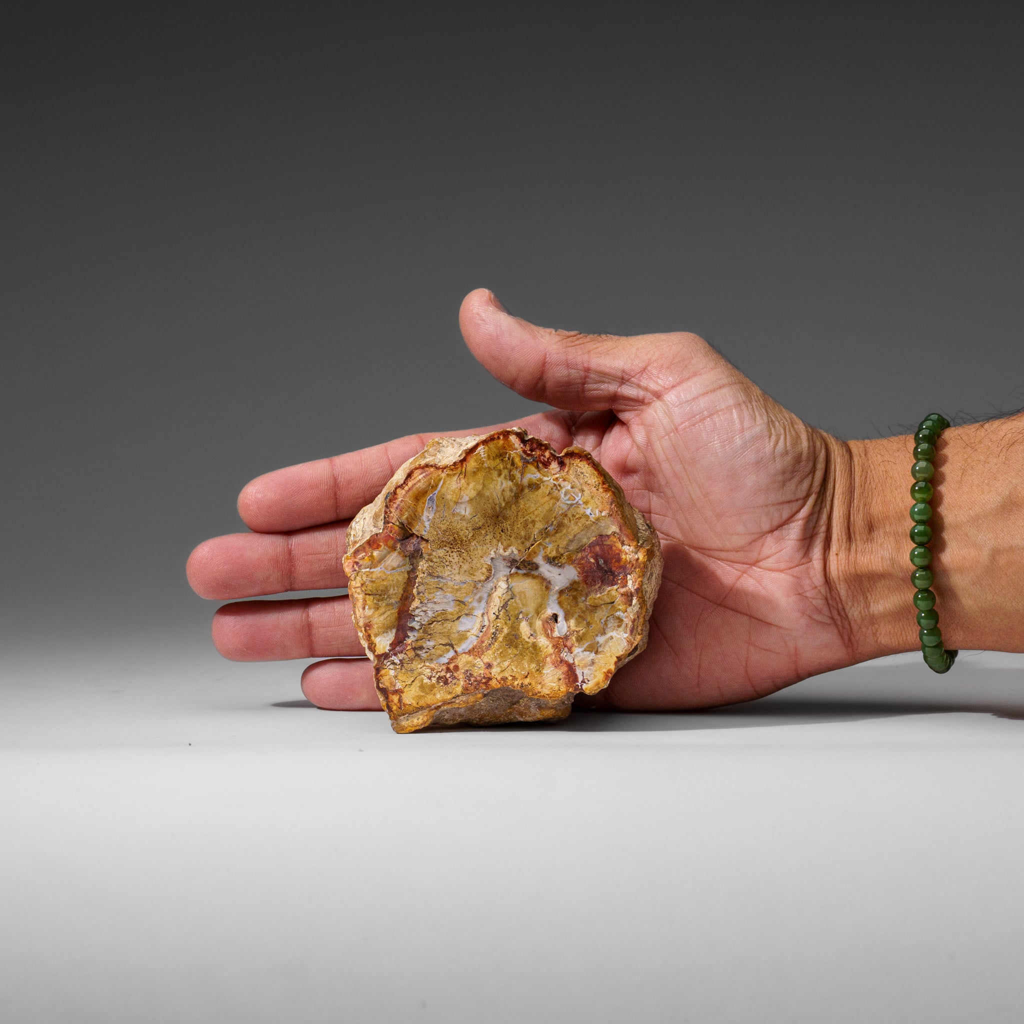 Natural Petrified Wood Log from Madagascar (1 lbs)