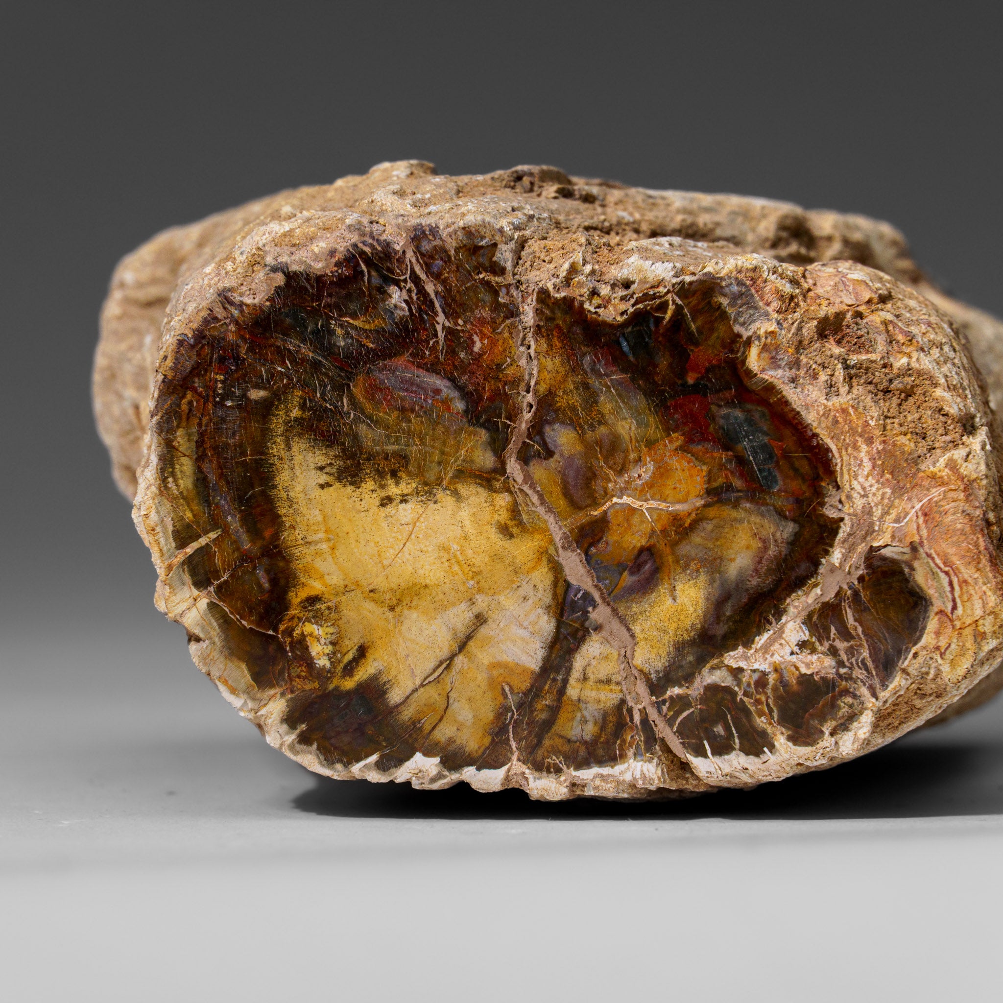 Natural Petrified Wood Log from Madagascar (1.4 lbs)