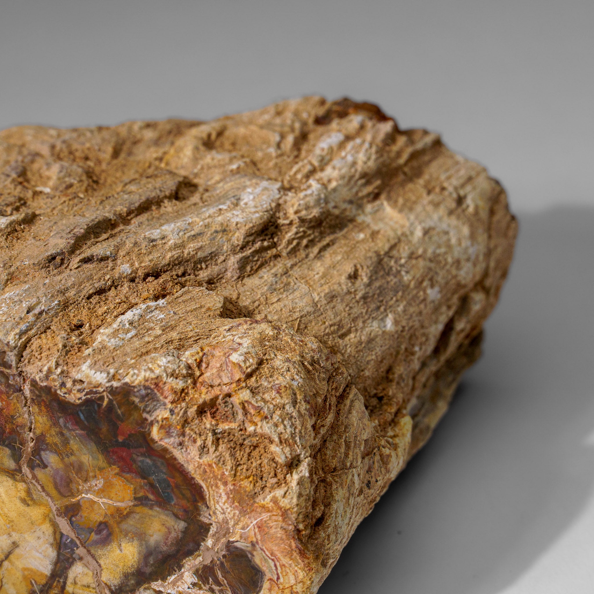 Natural Petrified Wood Log from Madagascar (1.4 lbs)