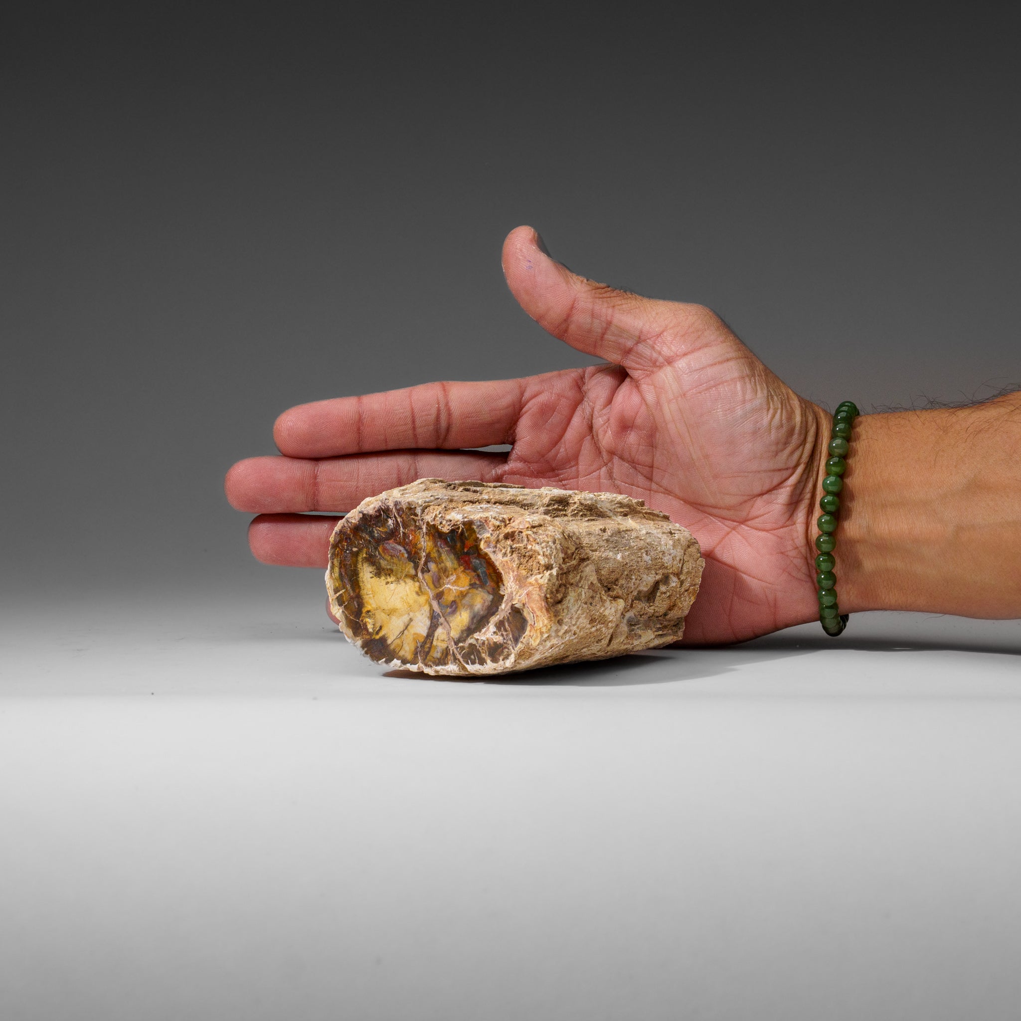 Natural Petrified Wood Log from Madagascar (1.4 lbs)