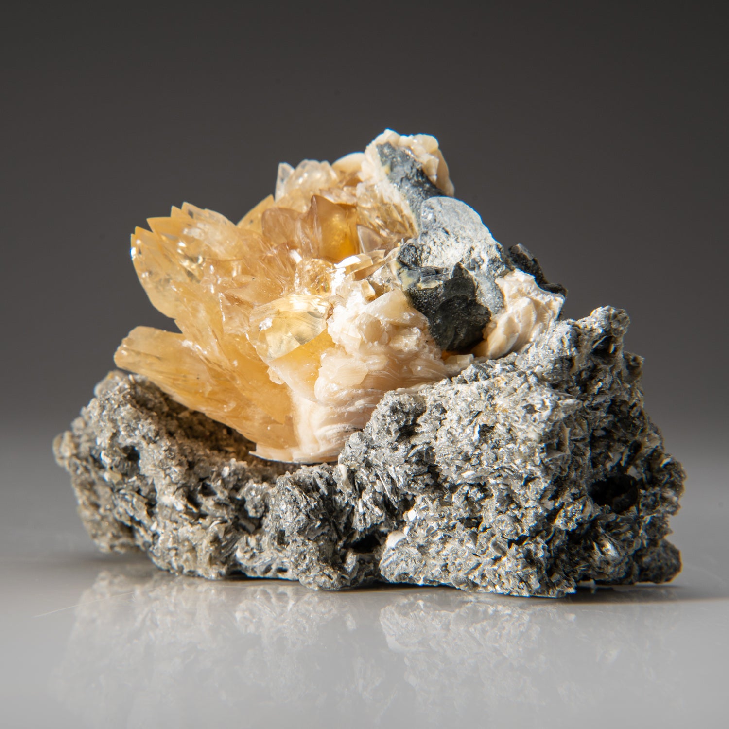 Calcite in Mercenaria Permagna from Ruck's Pit Quarry, Fort Drum, Okee ...