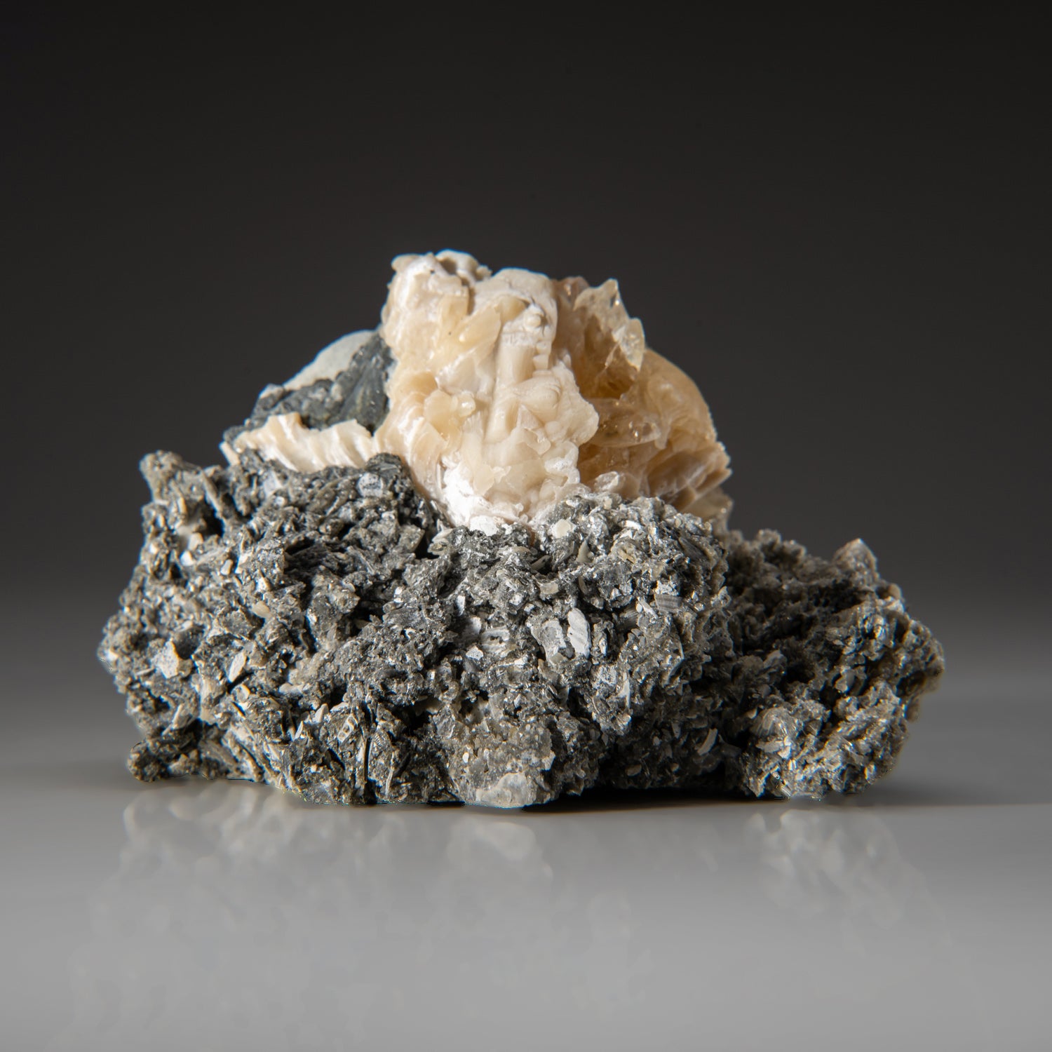 Calcite in Mercenaria Permagna from Ruck's Pit Quarry, Fort Drum, Okee ...